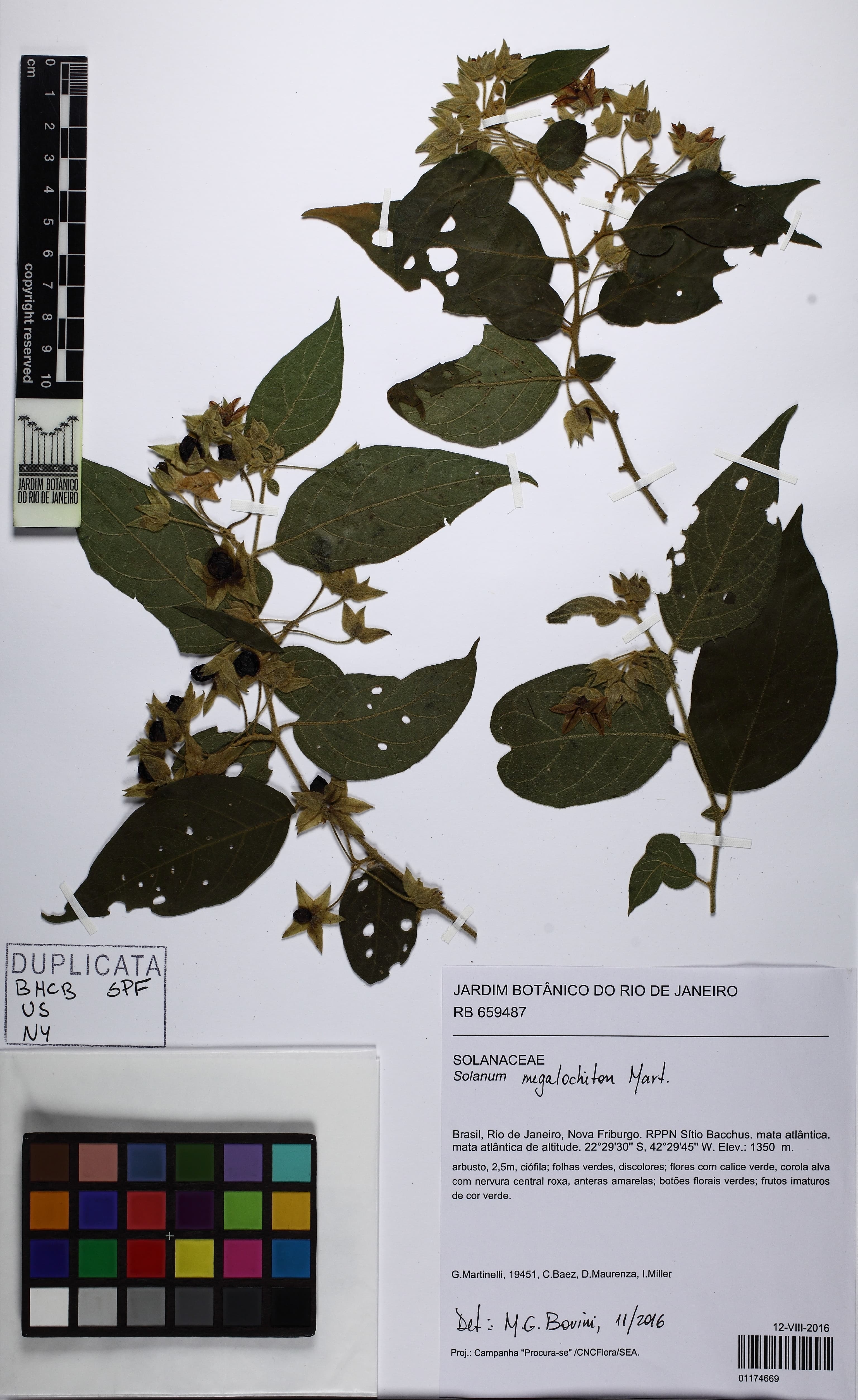 Solanum megalochiton