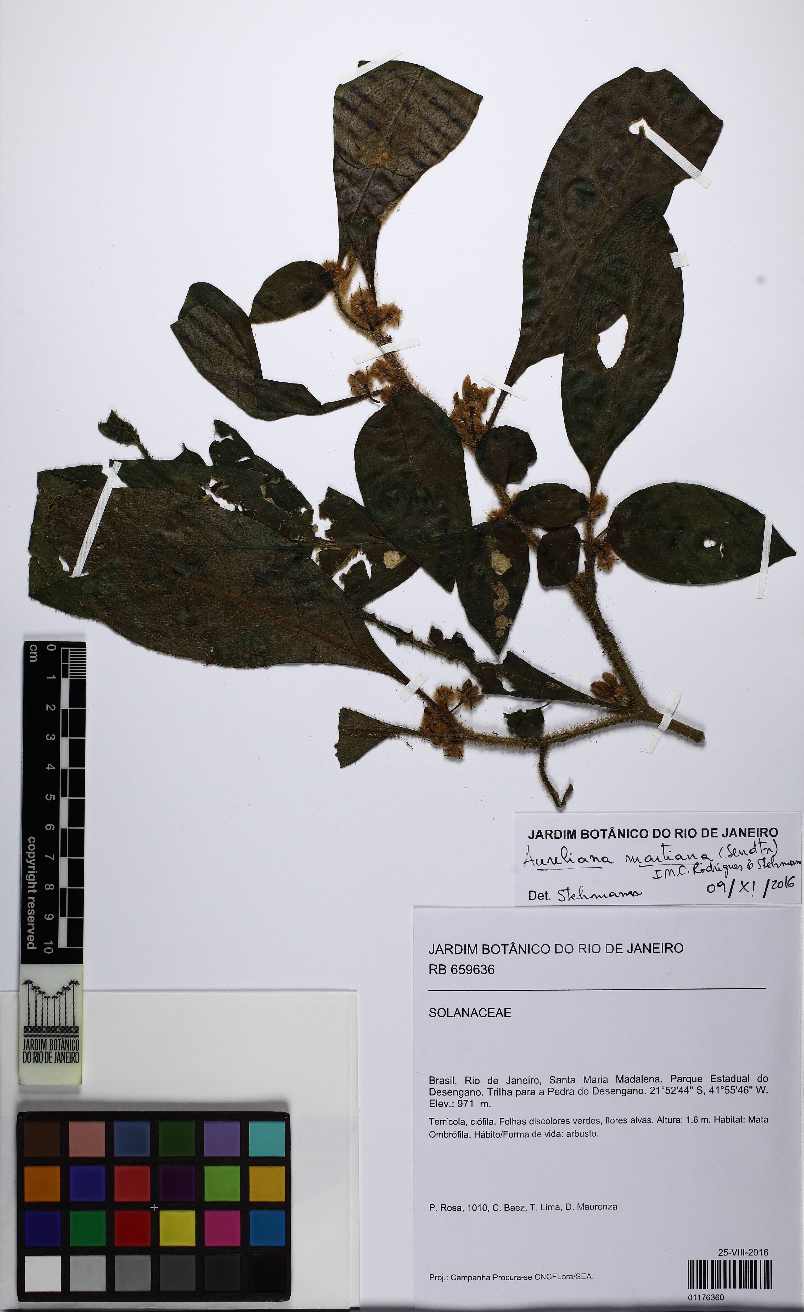 Athenaea martiana