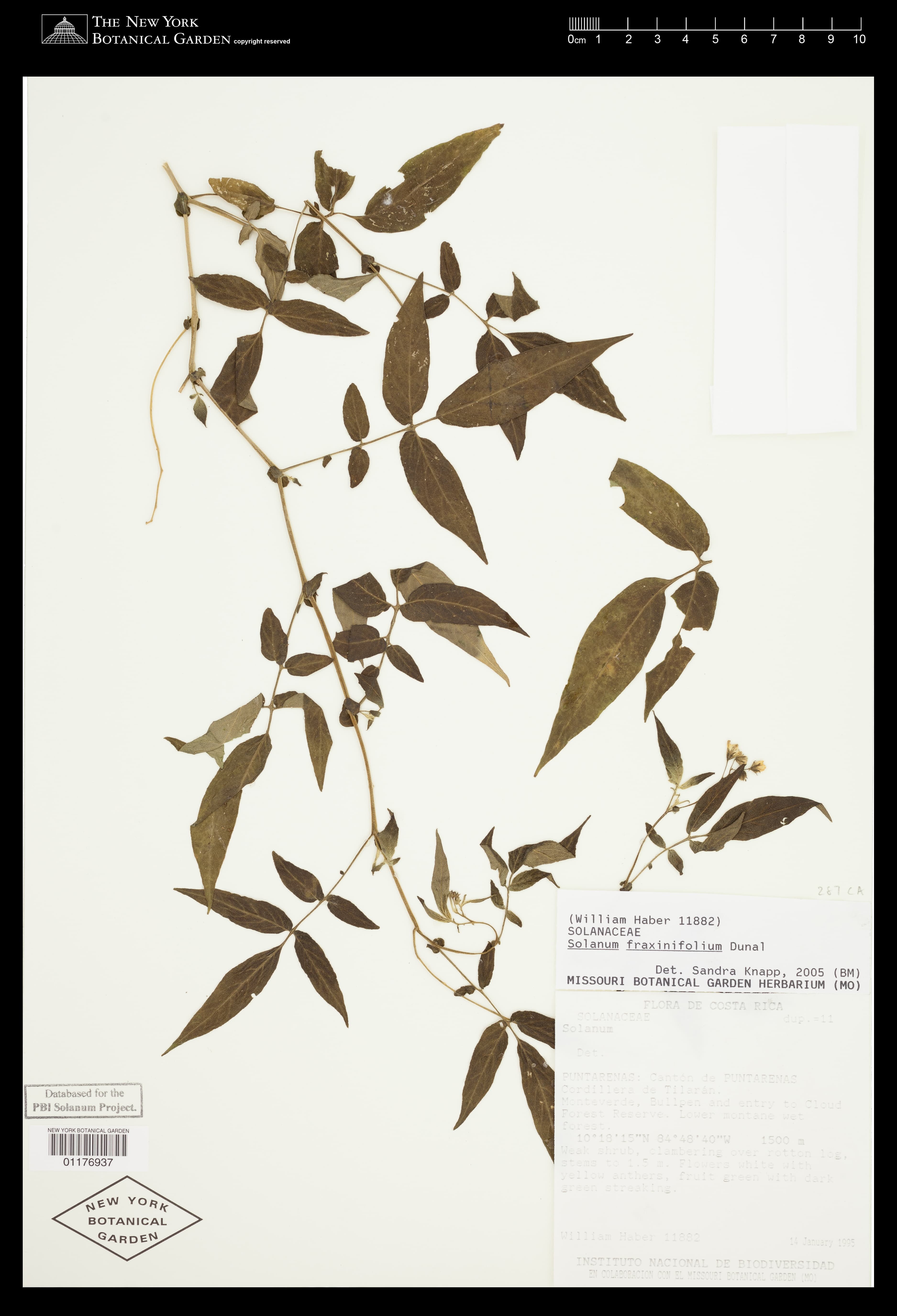 Solanum fraxinifolium