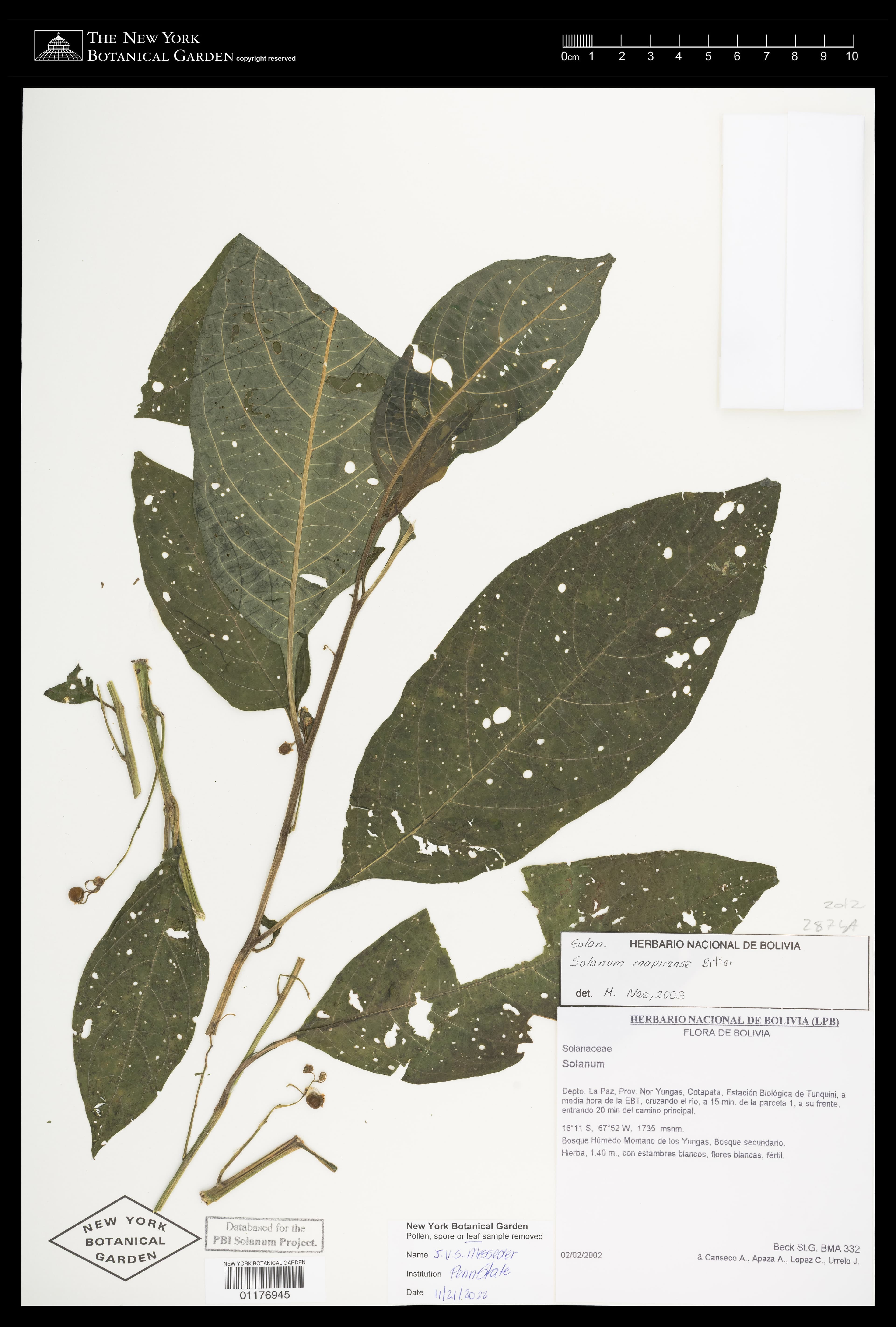 Solanum mapiriense