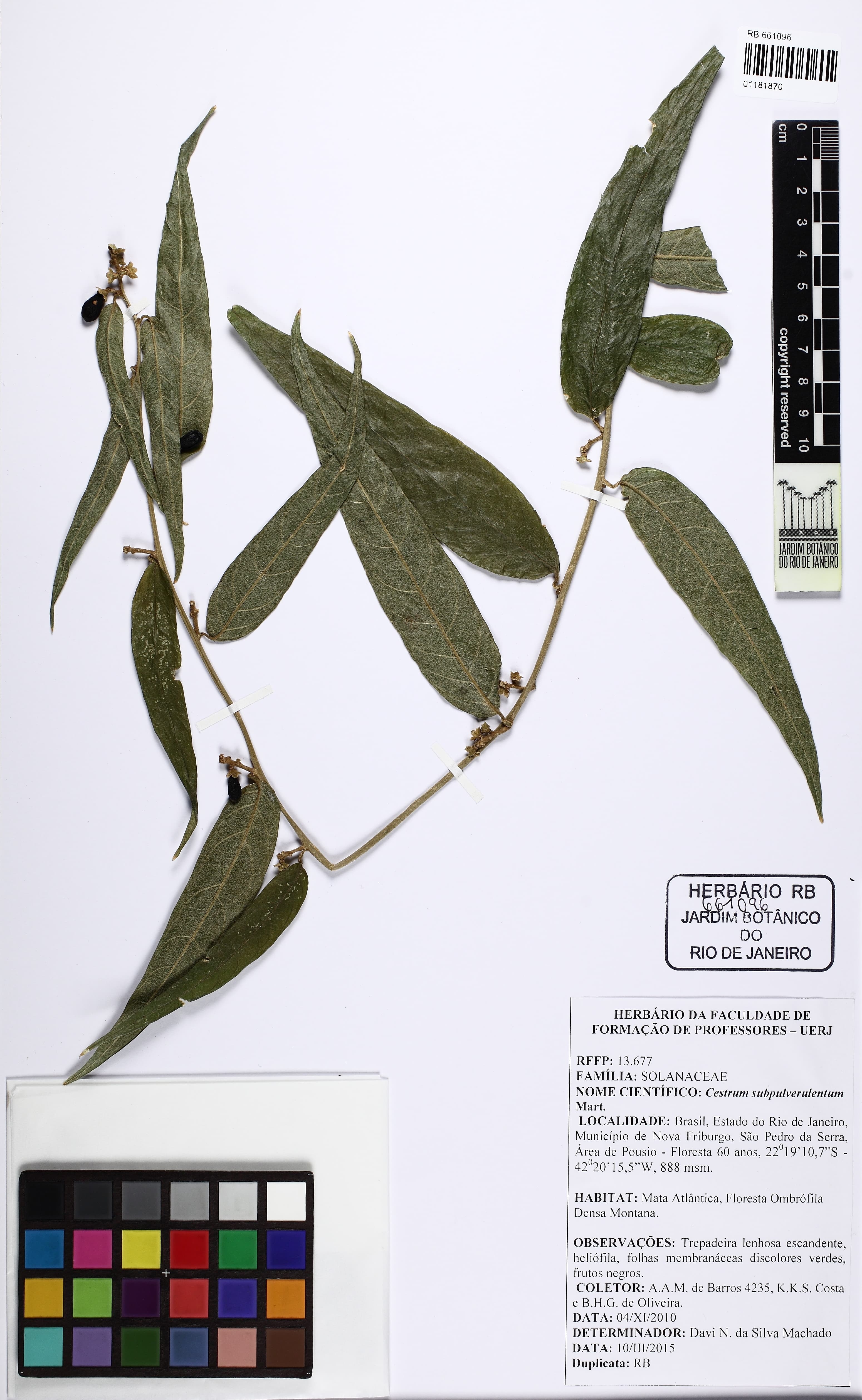 Cestrum subpulverulentum