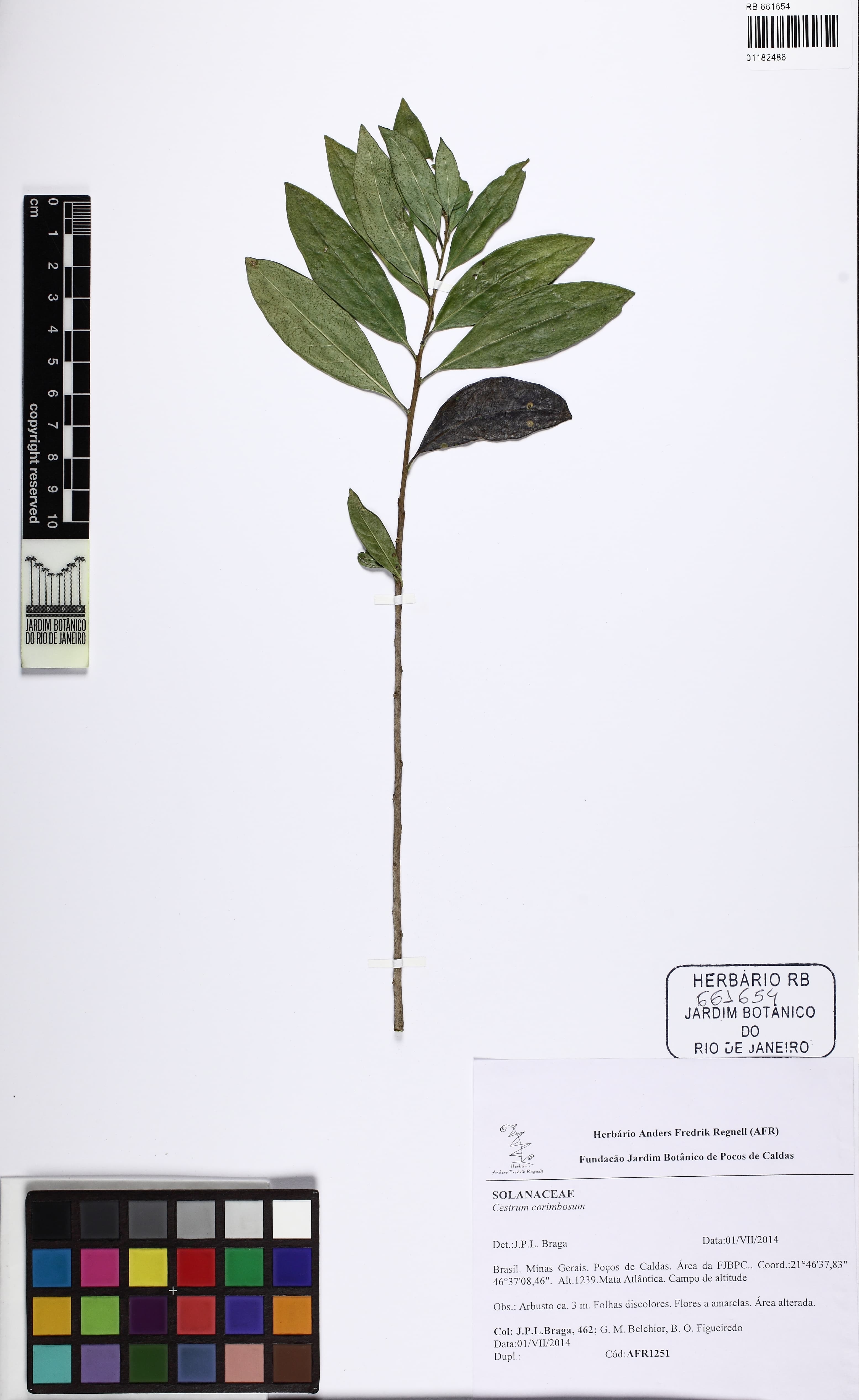 coriaceus cestrum