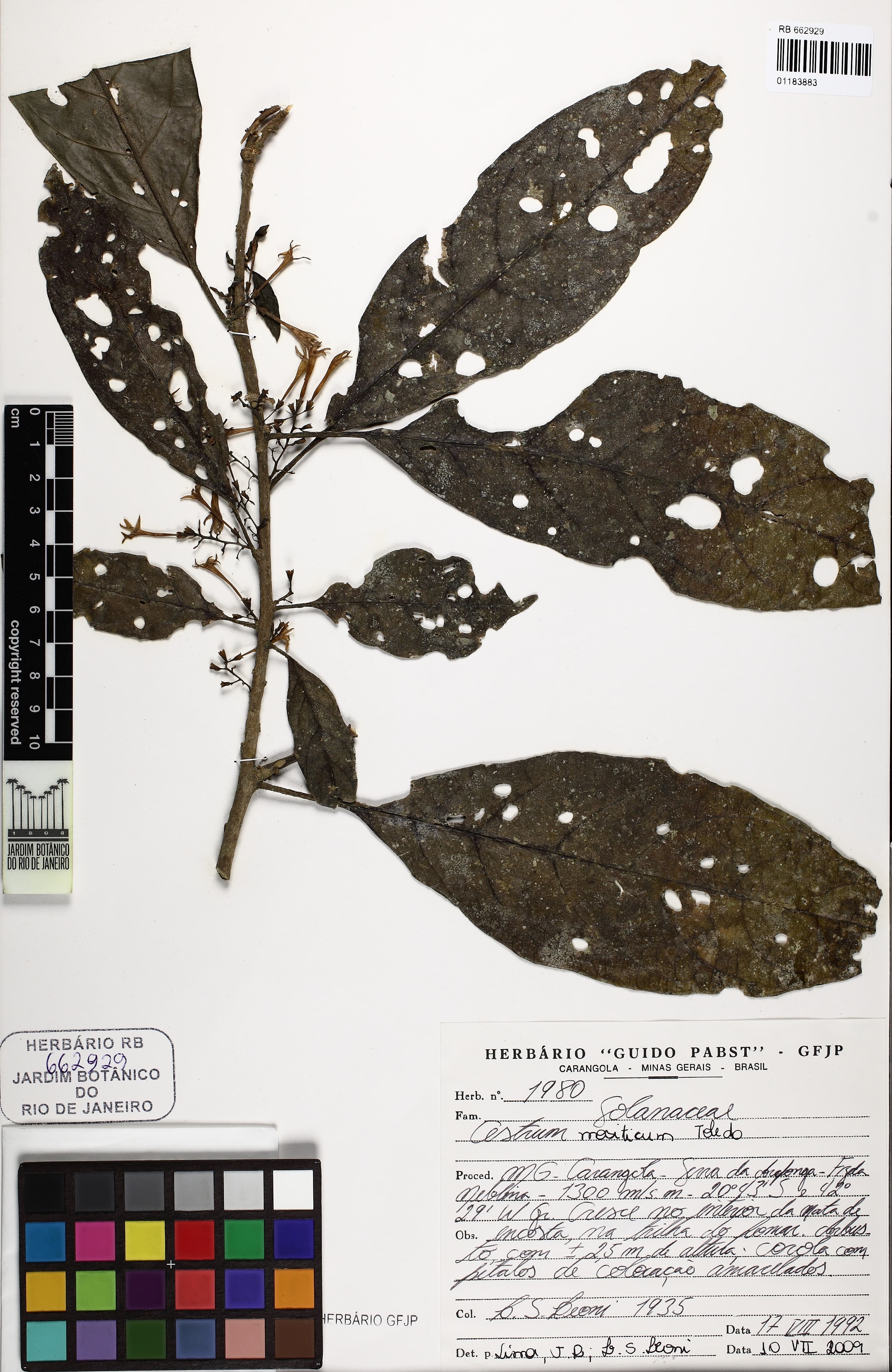 Cestrum mositicum