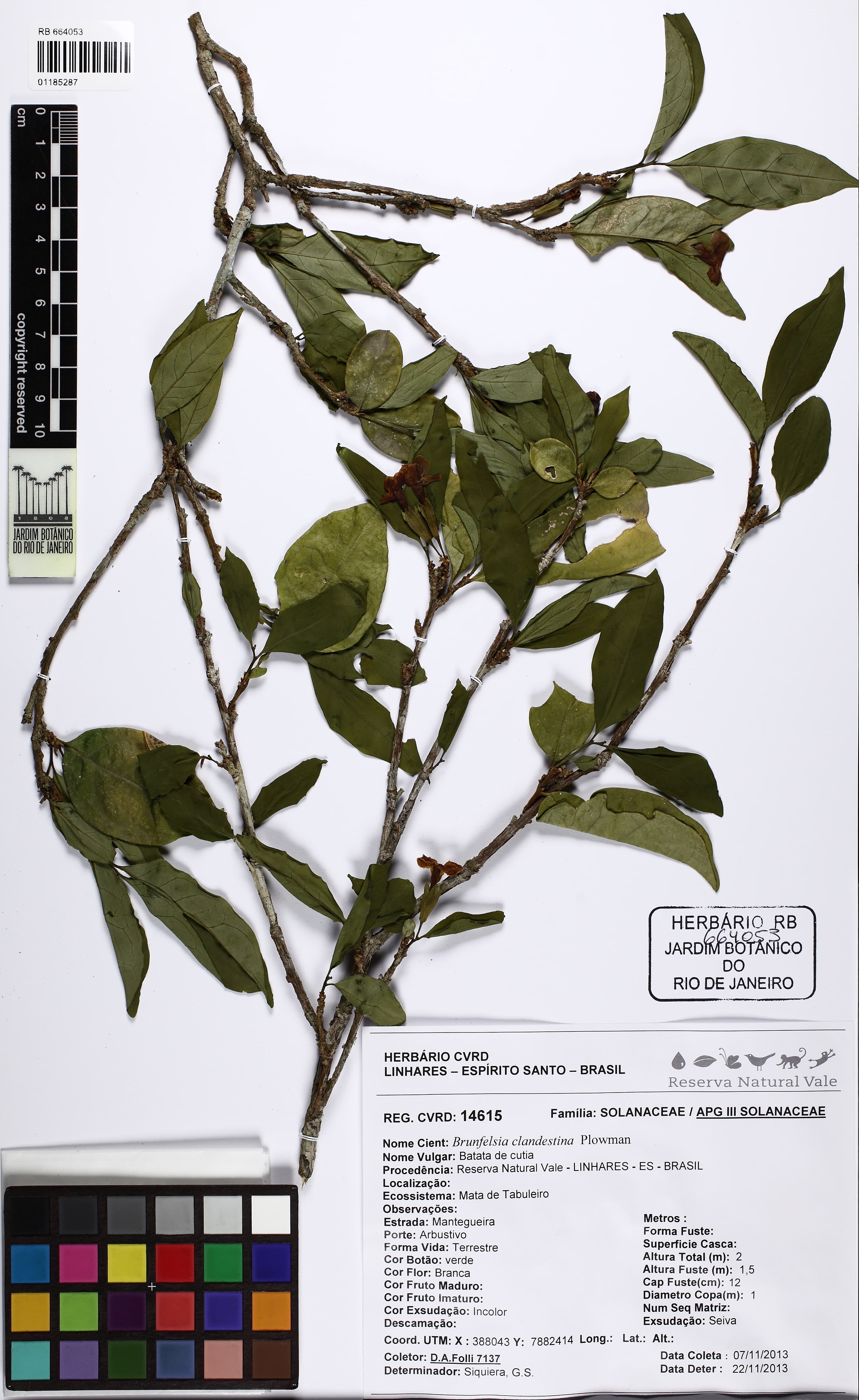 Brunfelsia clandestina