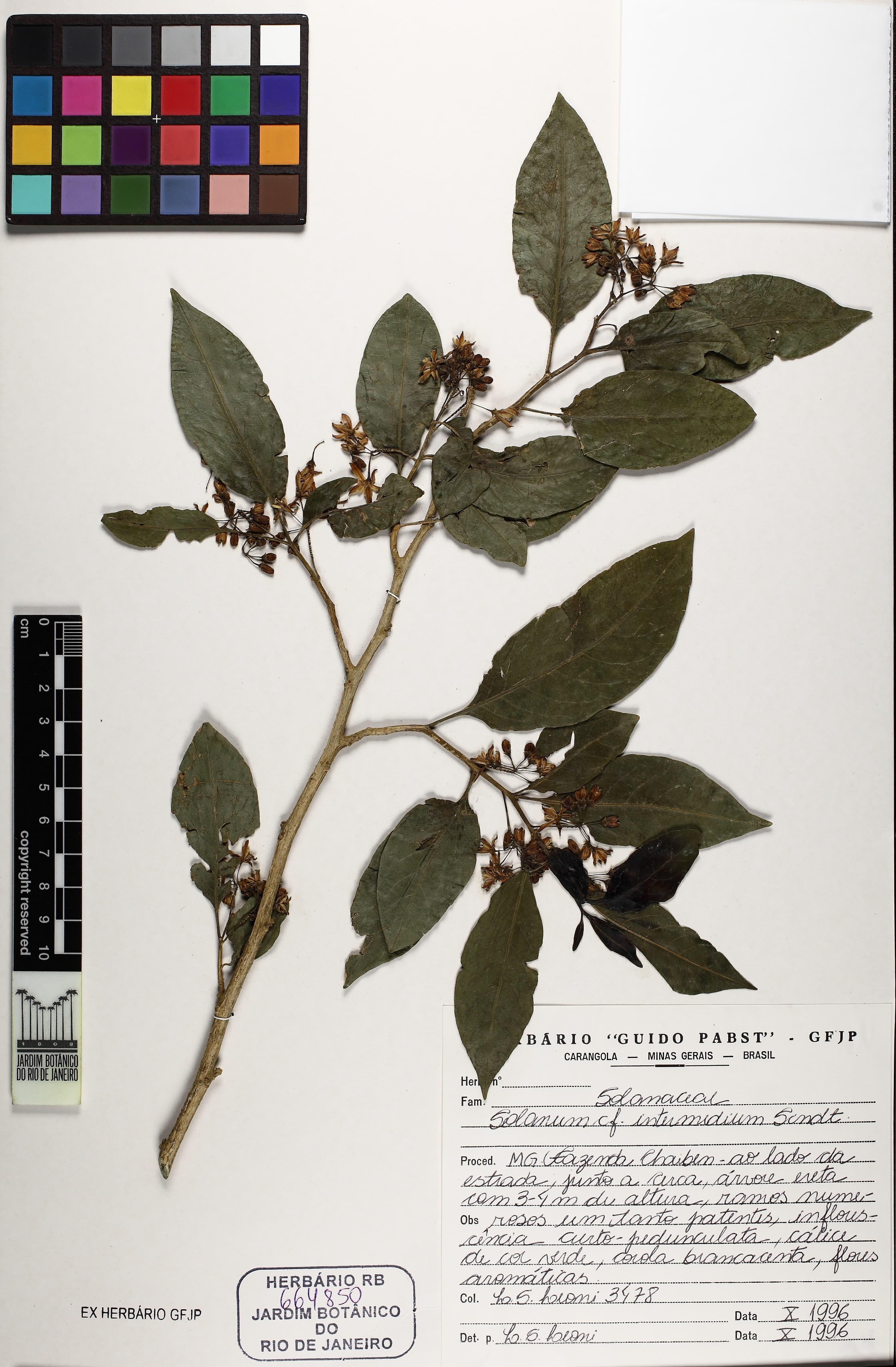 Solanum intermedium