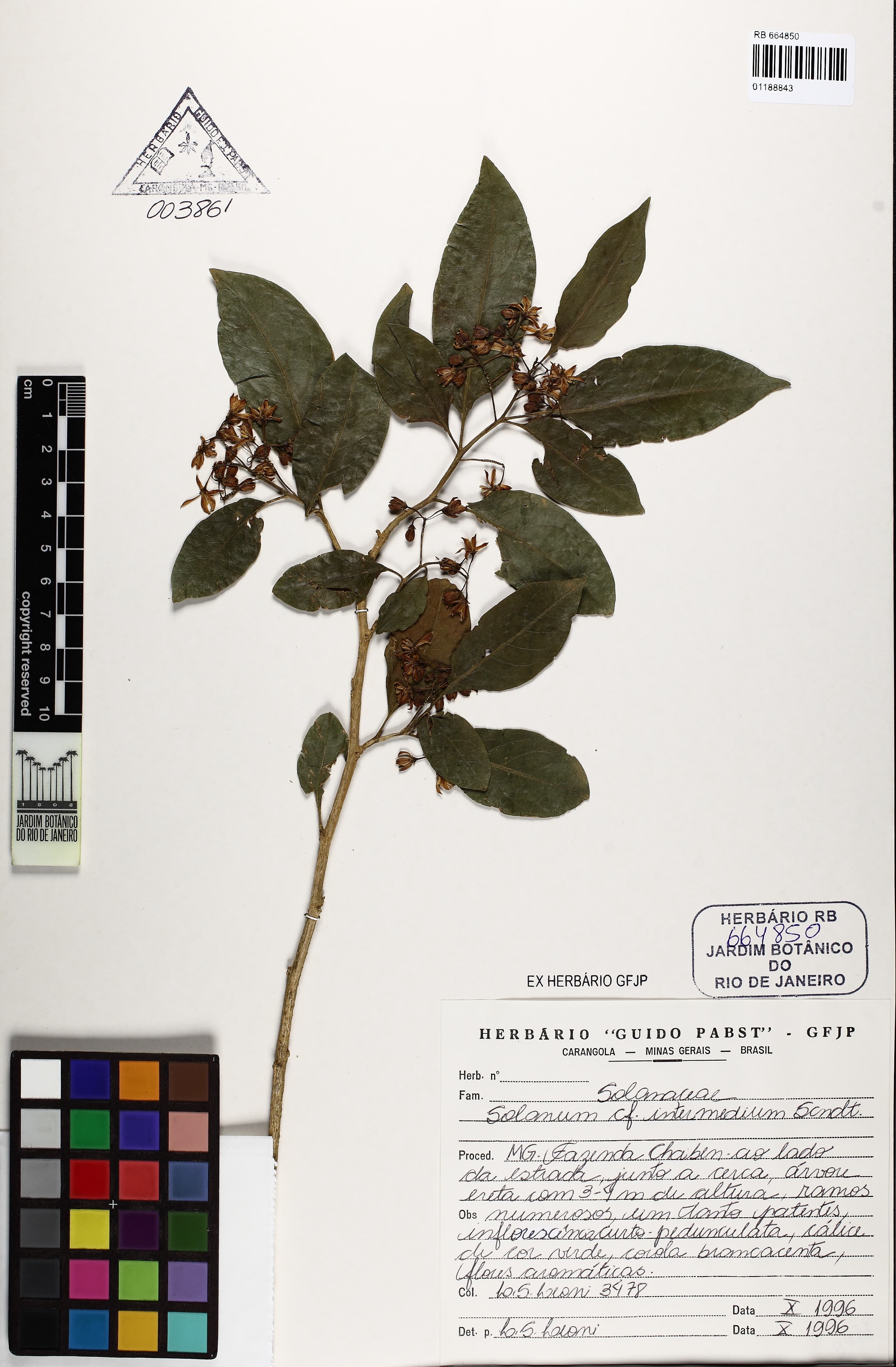 Solanum intermedium