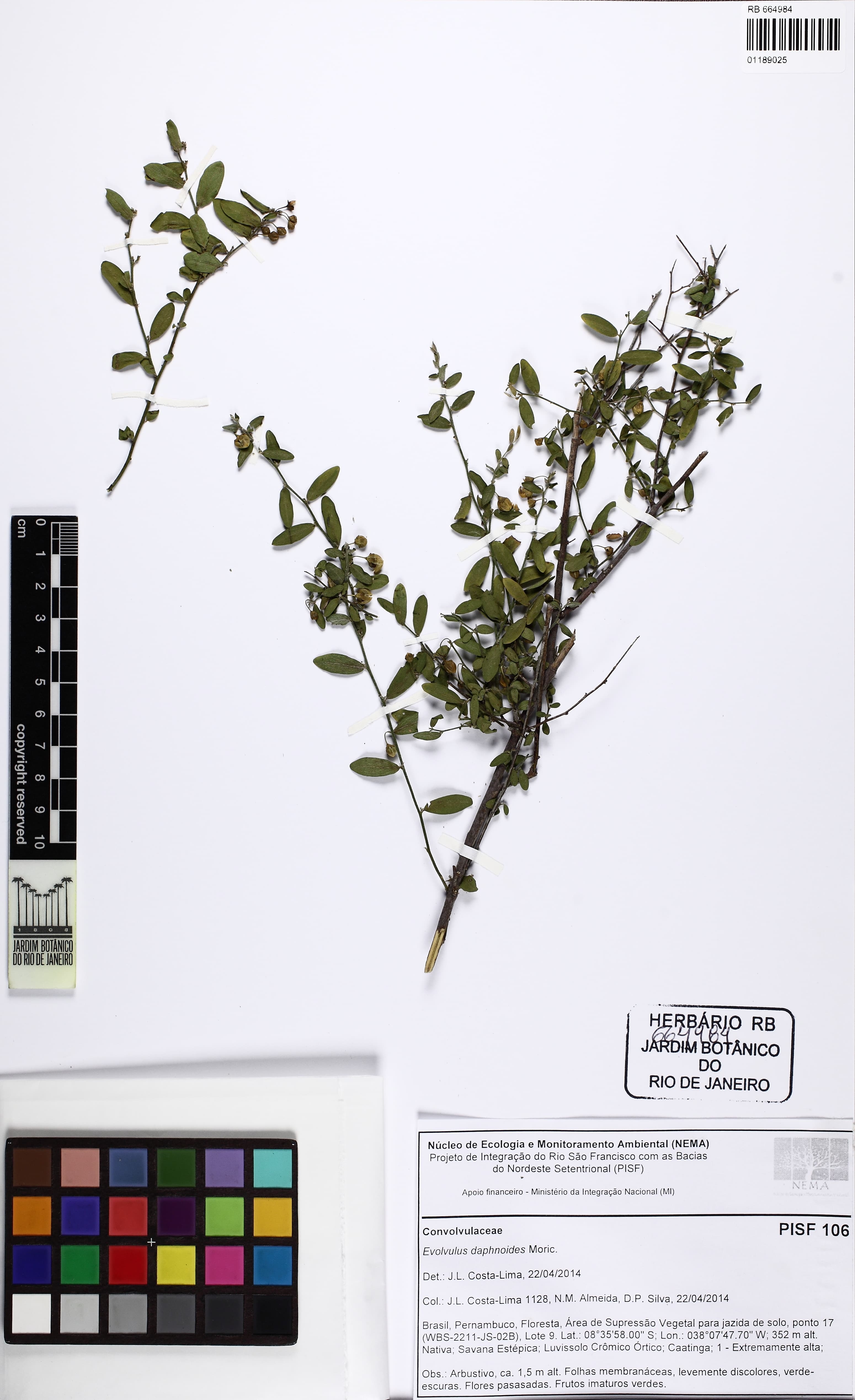 Evolvulus daphnoides