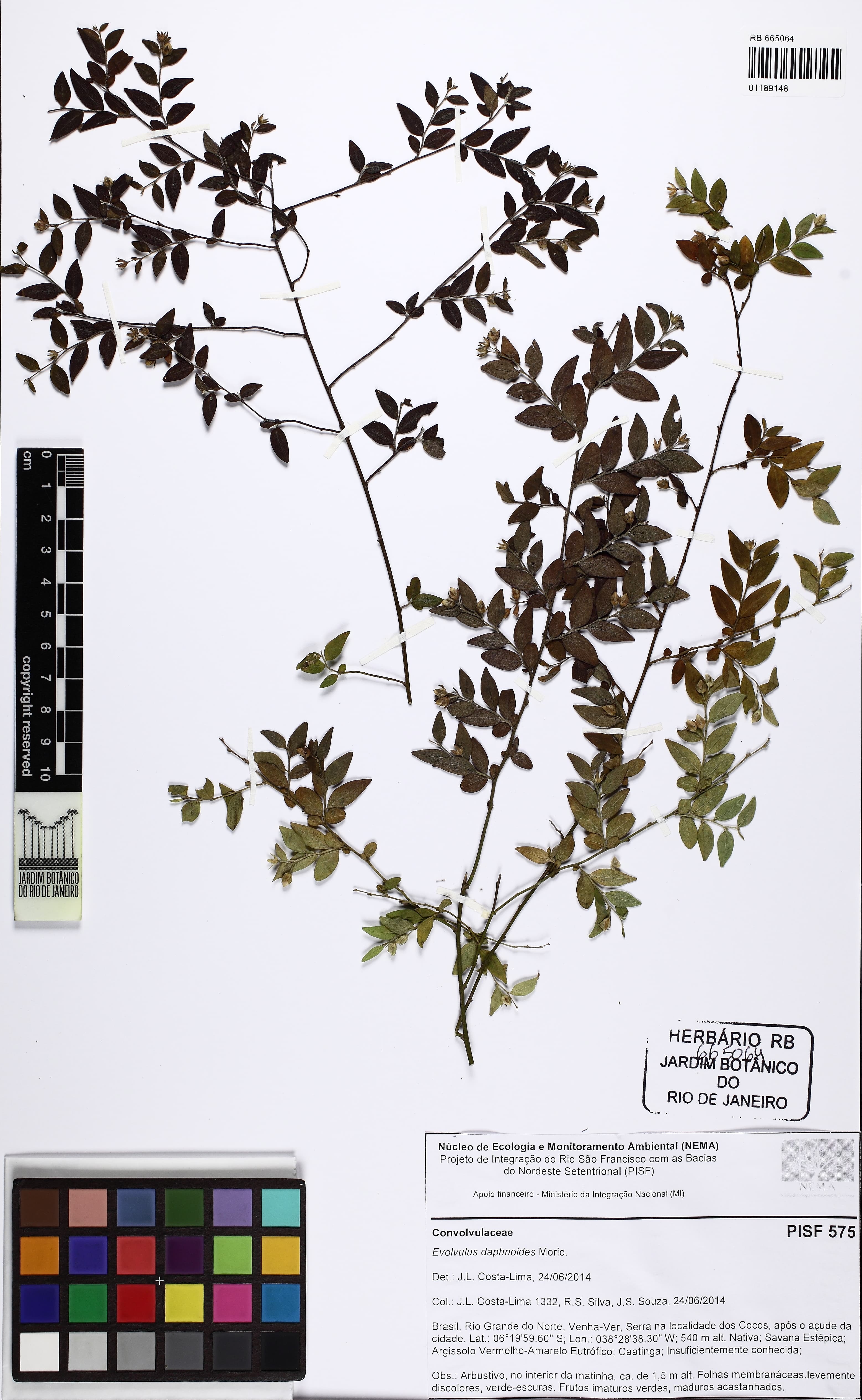 Evolvulus daphnoides