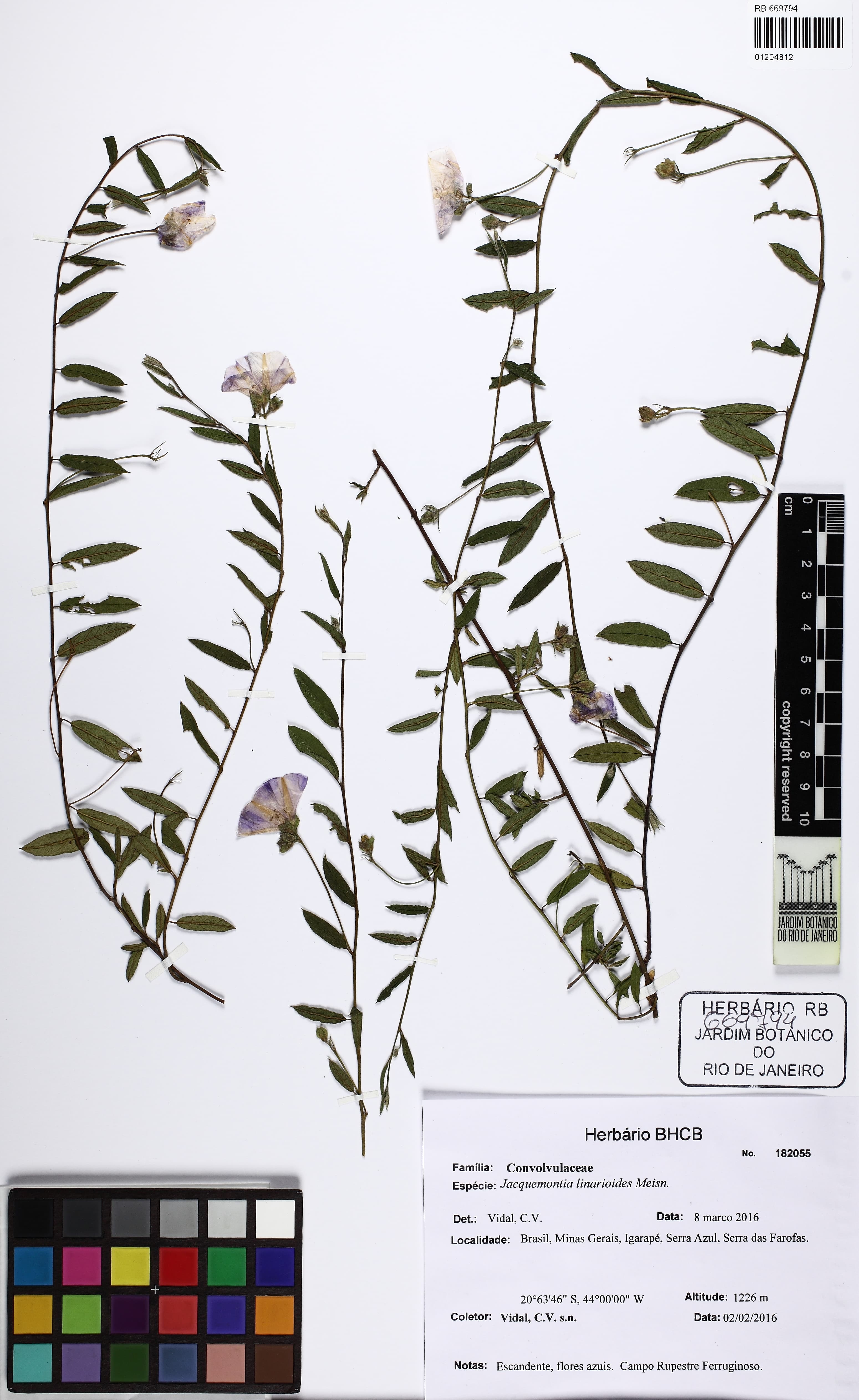 Jacquemontia linarioides
