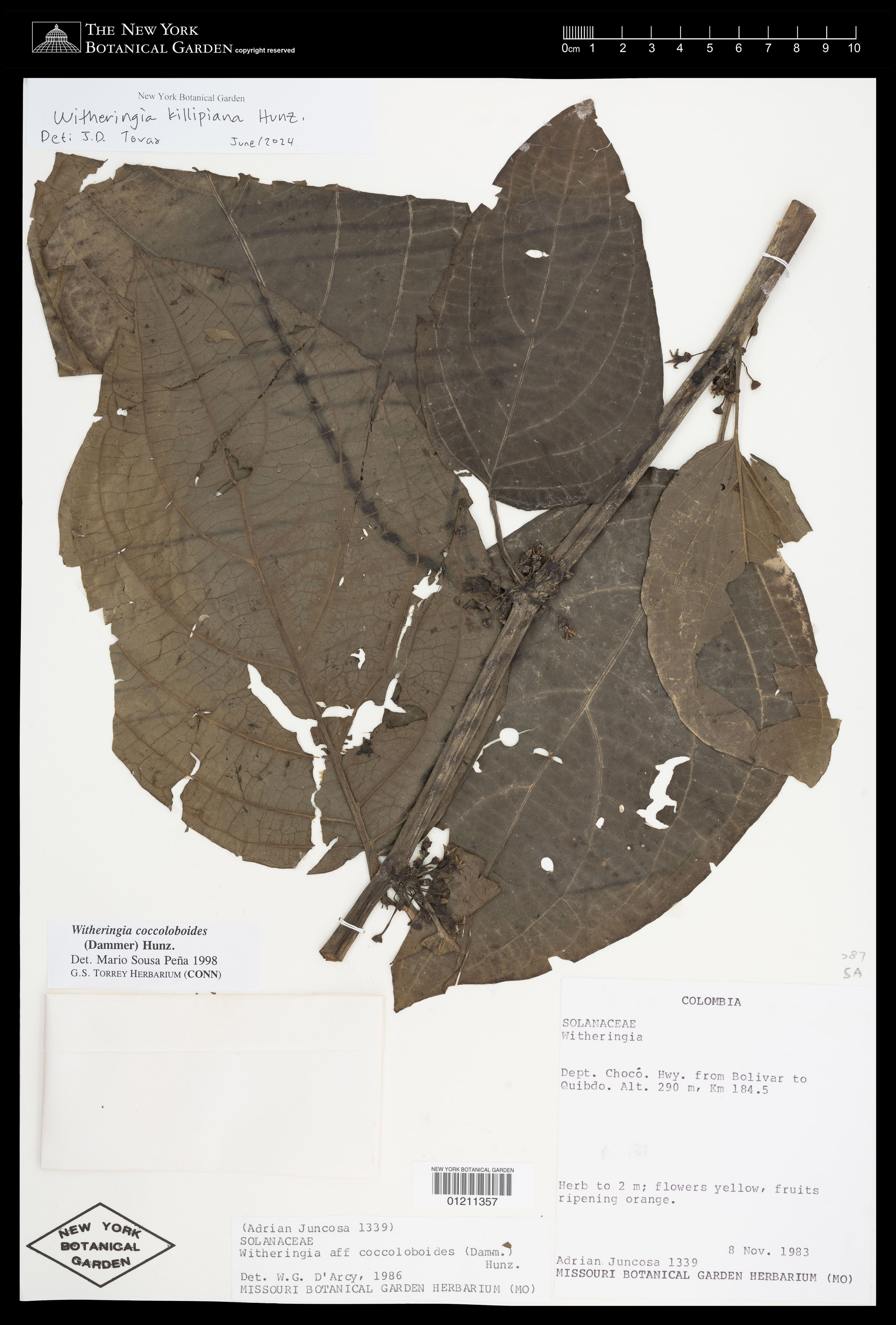 Witheringia killipiana