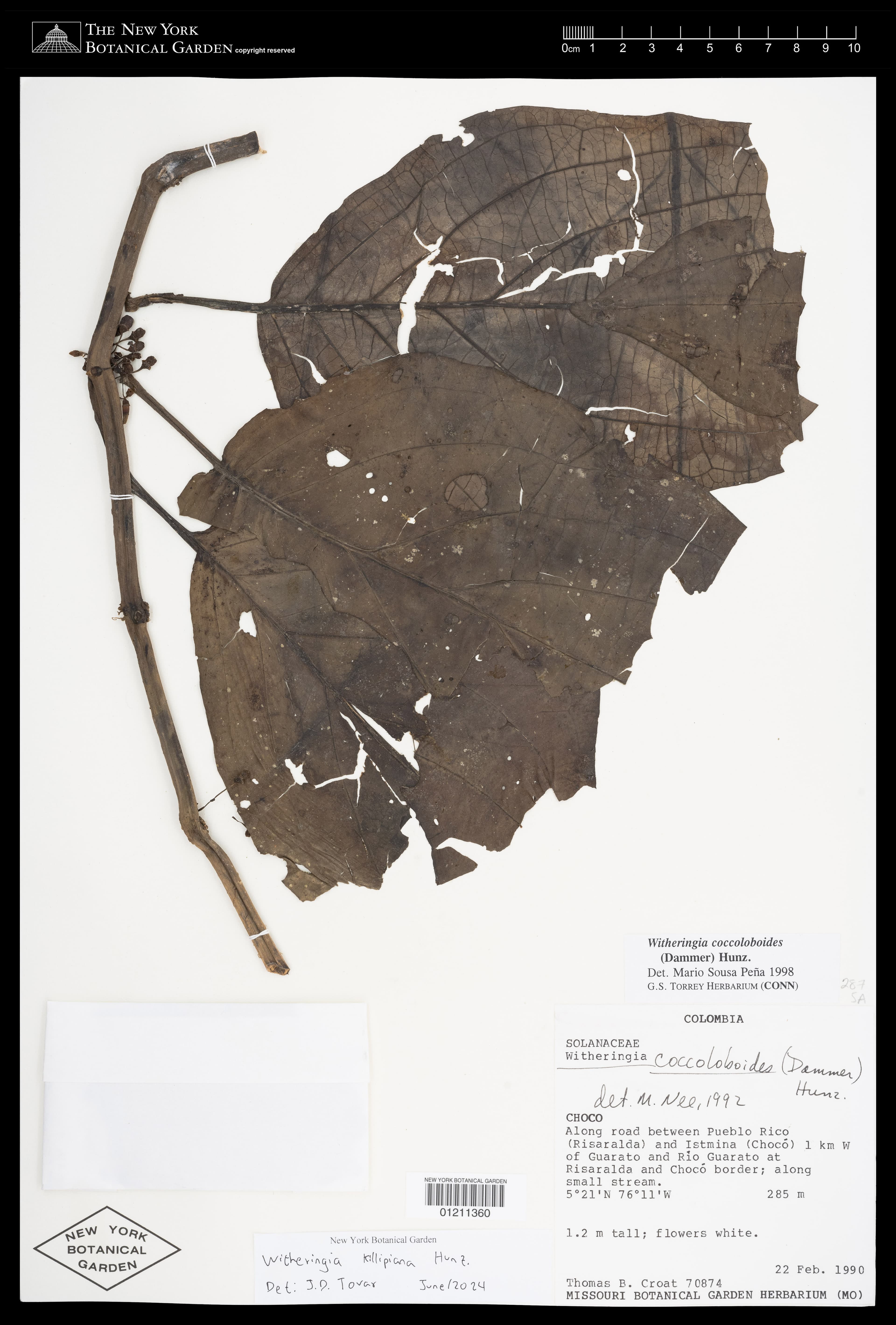 Witheringia killipiana