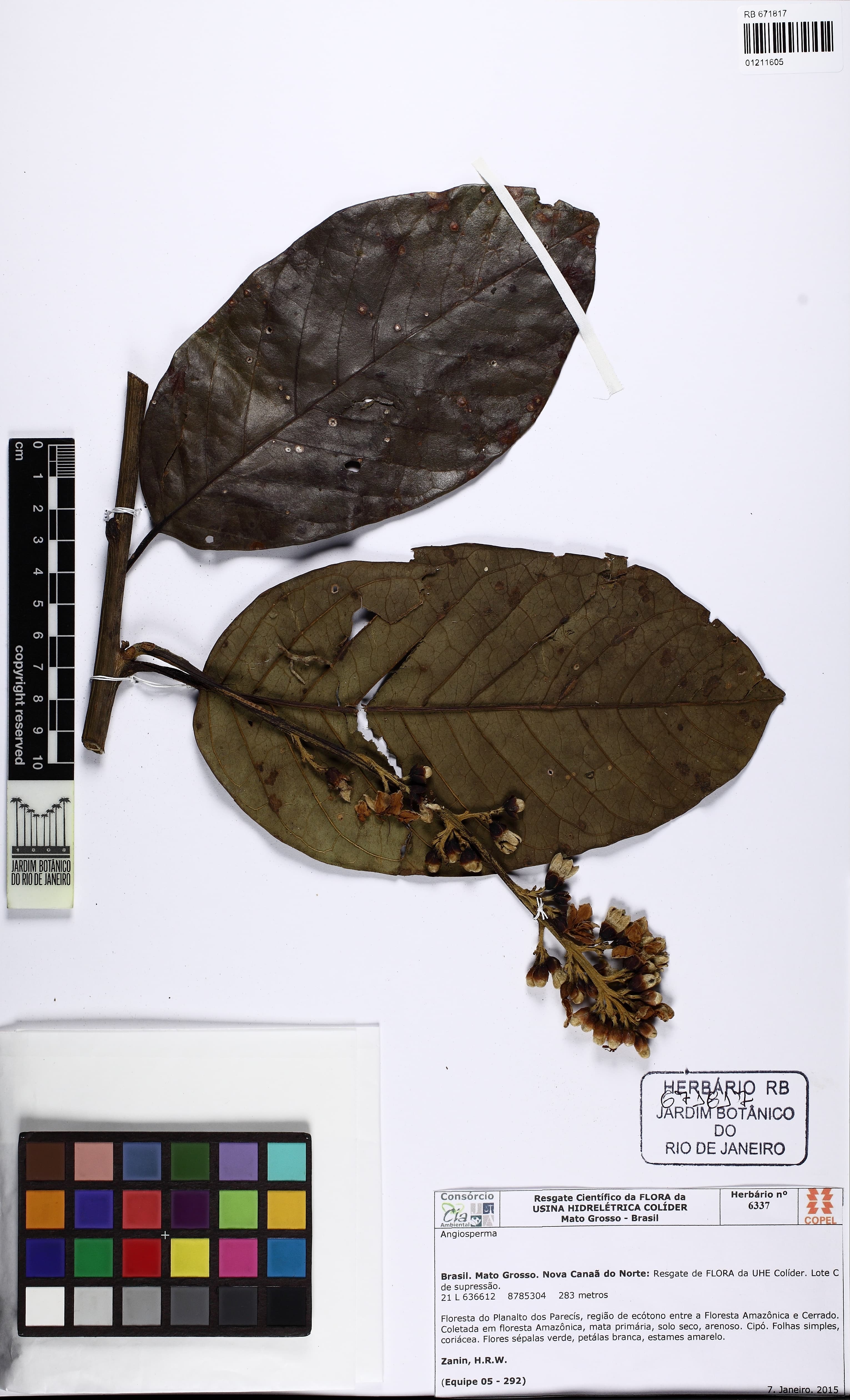 Maripa elongata