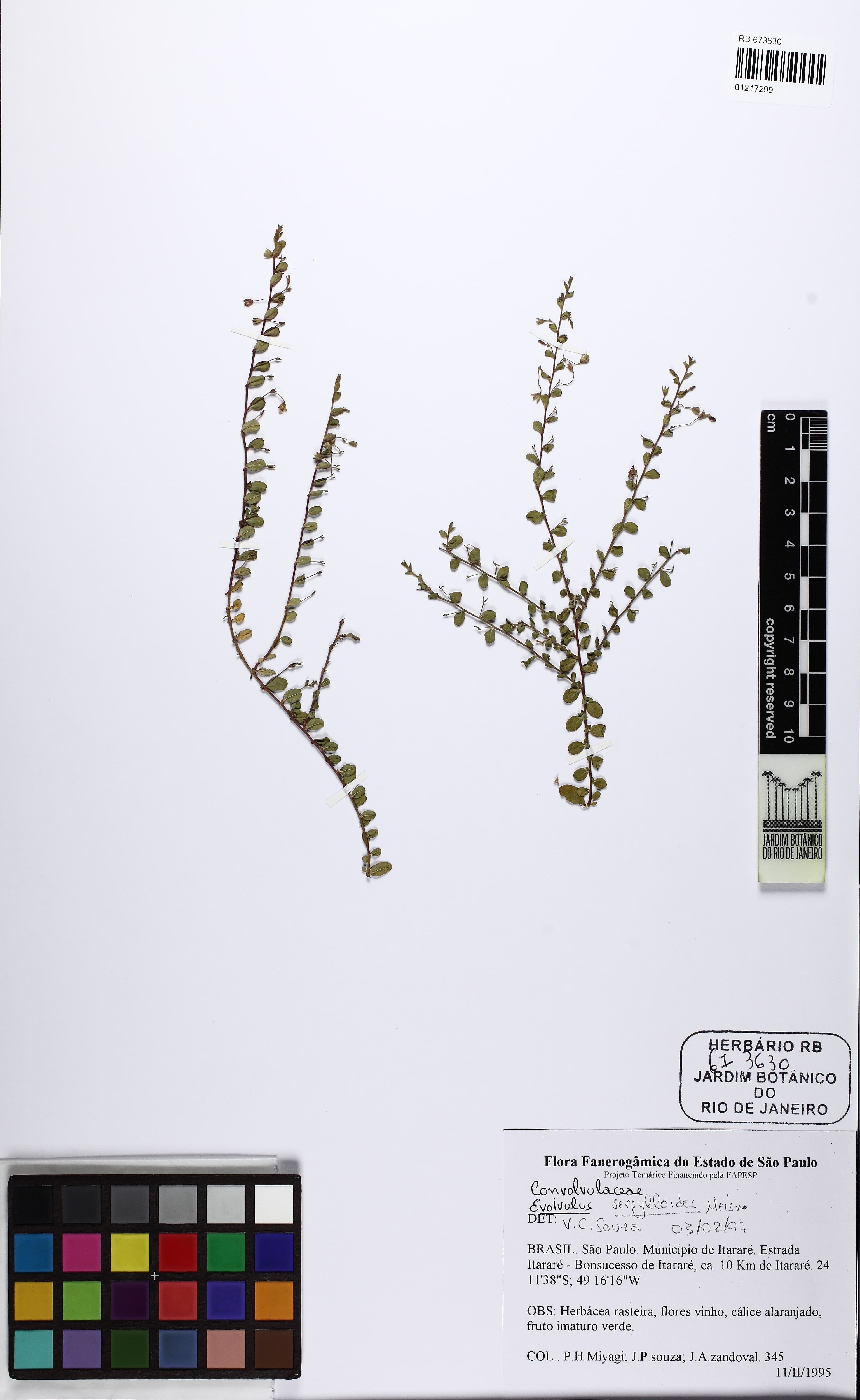 Evolvulus serpylloides