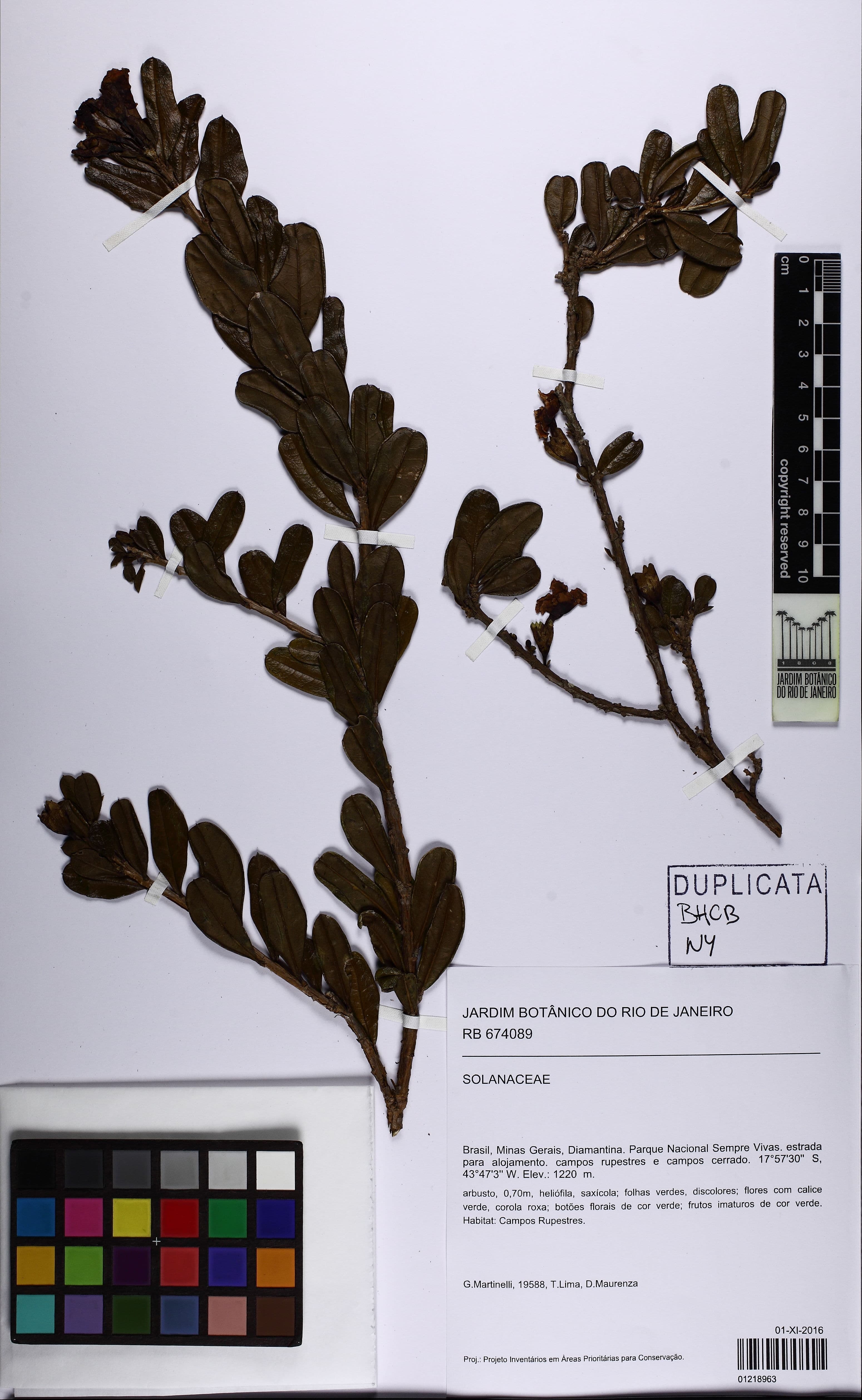 Brunfelsia rupestris