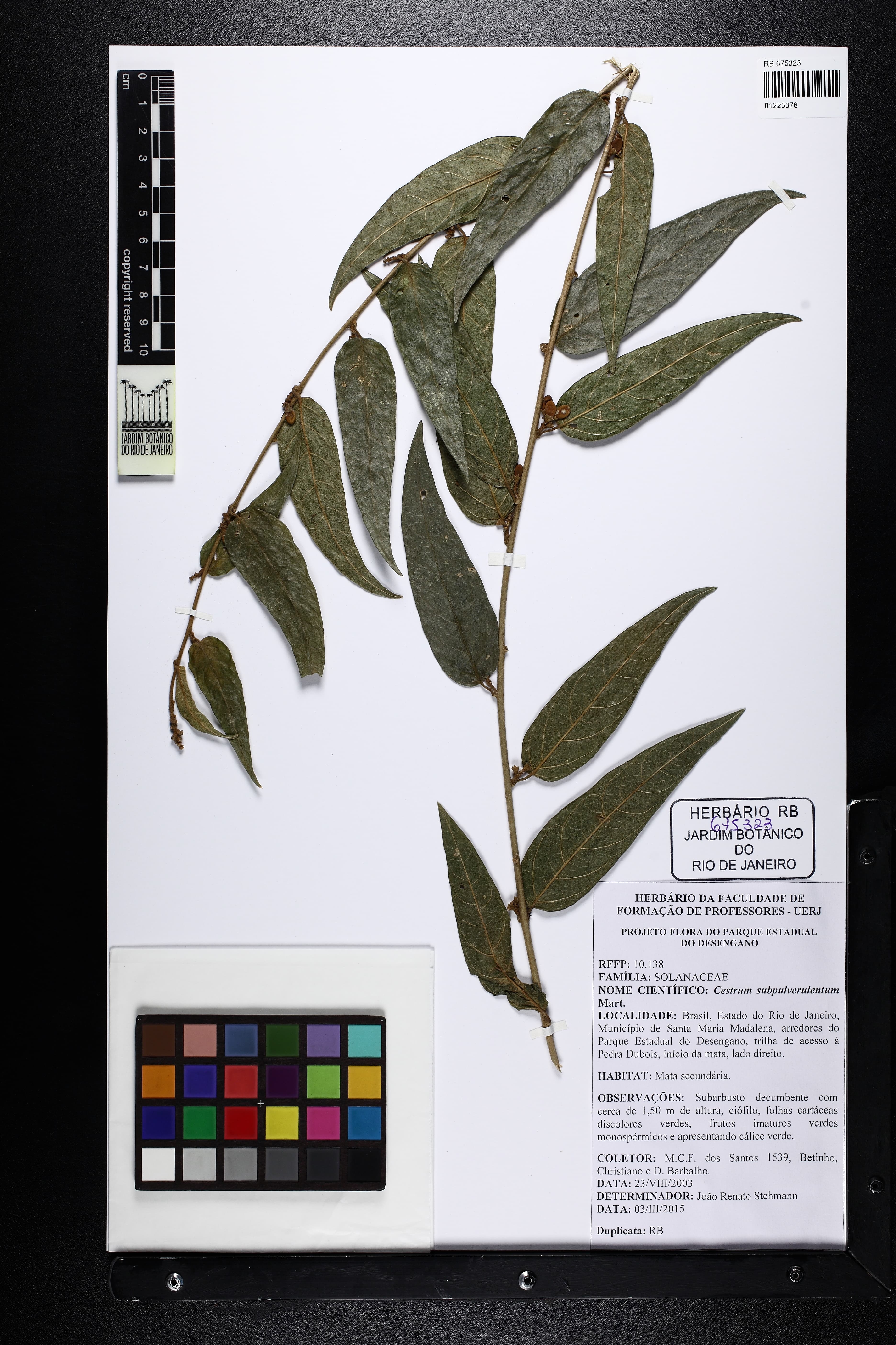 Cestrum subpulverulentum