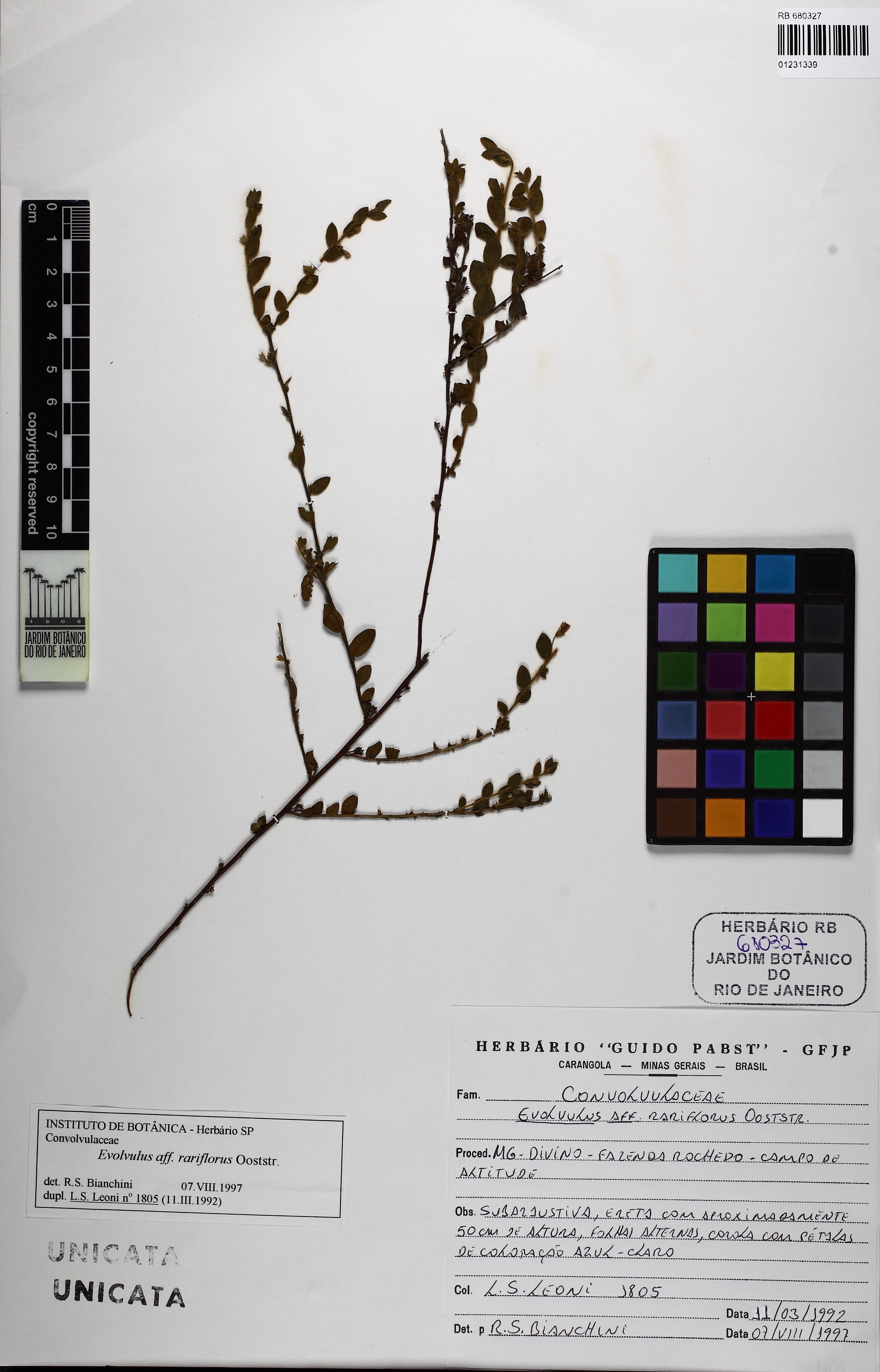 Evolvulus passerinoides