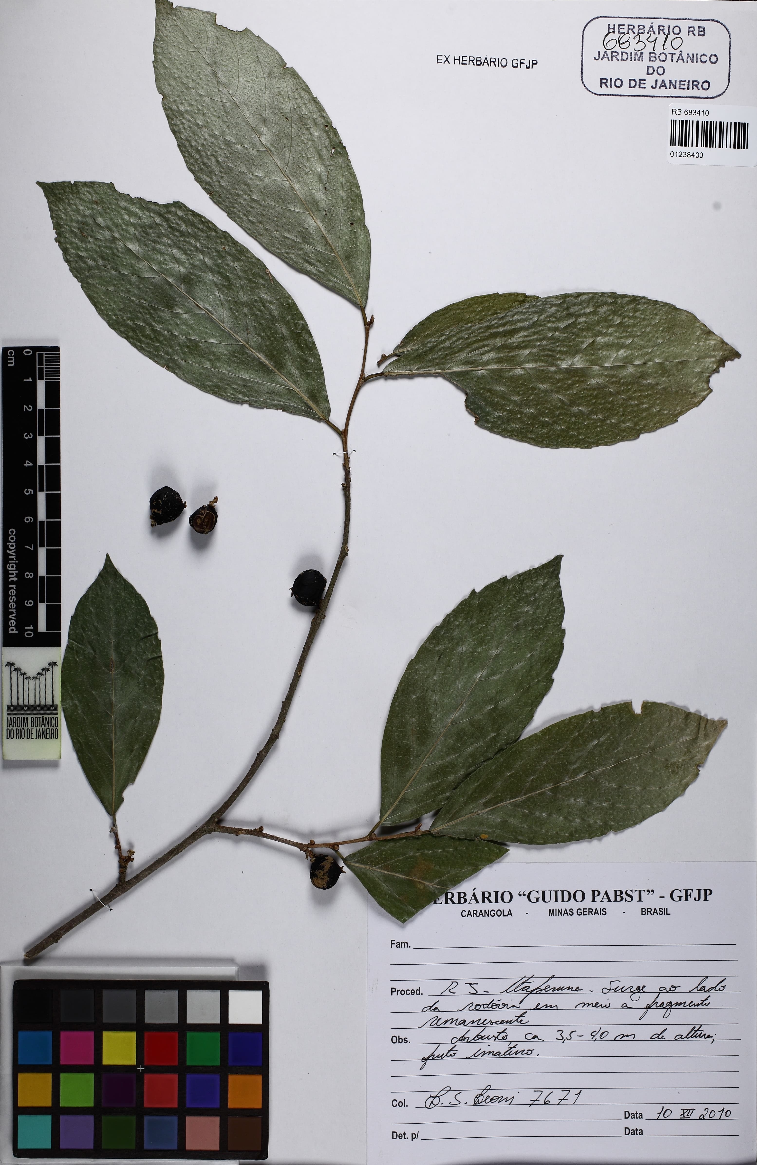 Ampelocera glabra