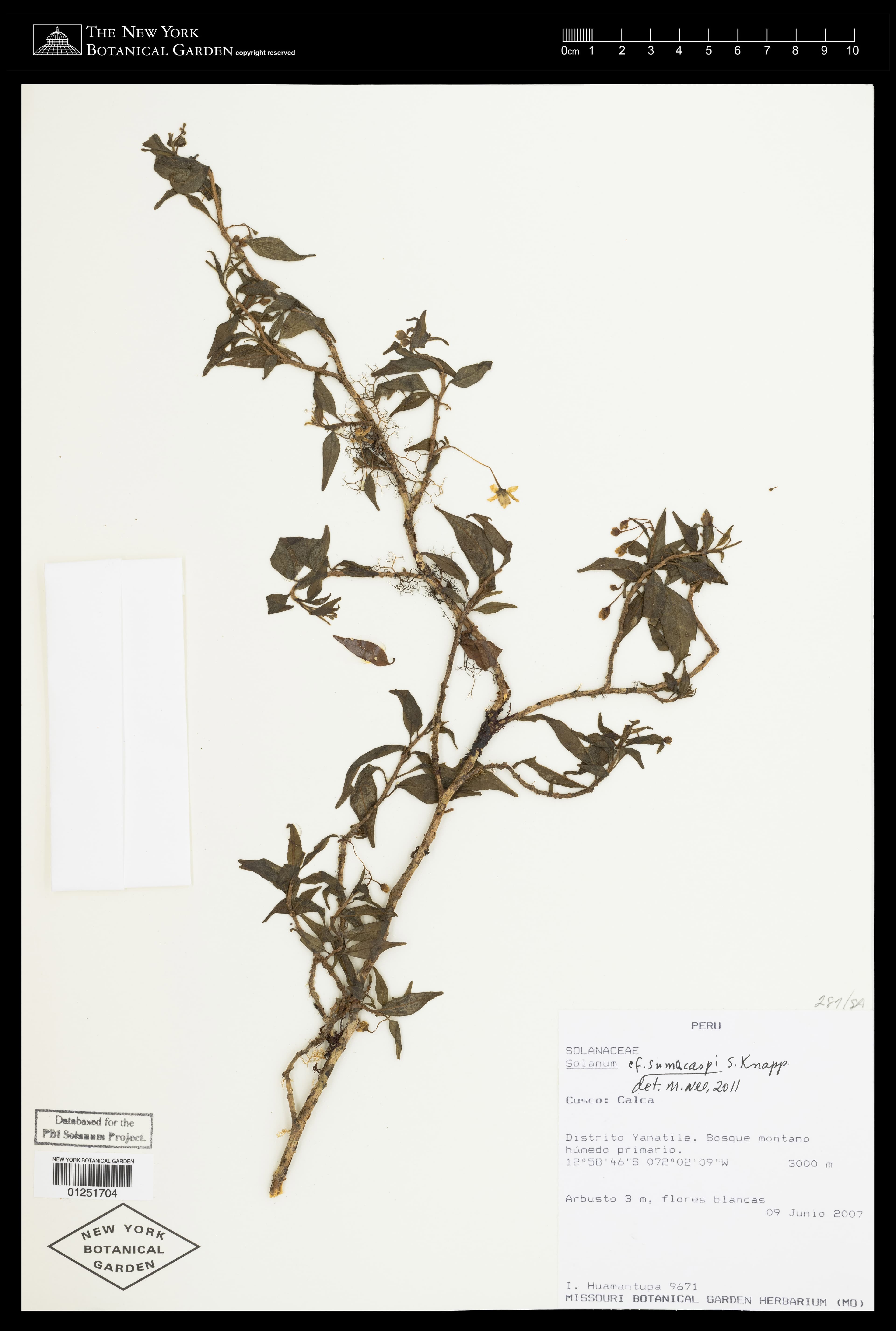Solanum sumacaspi