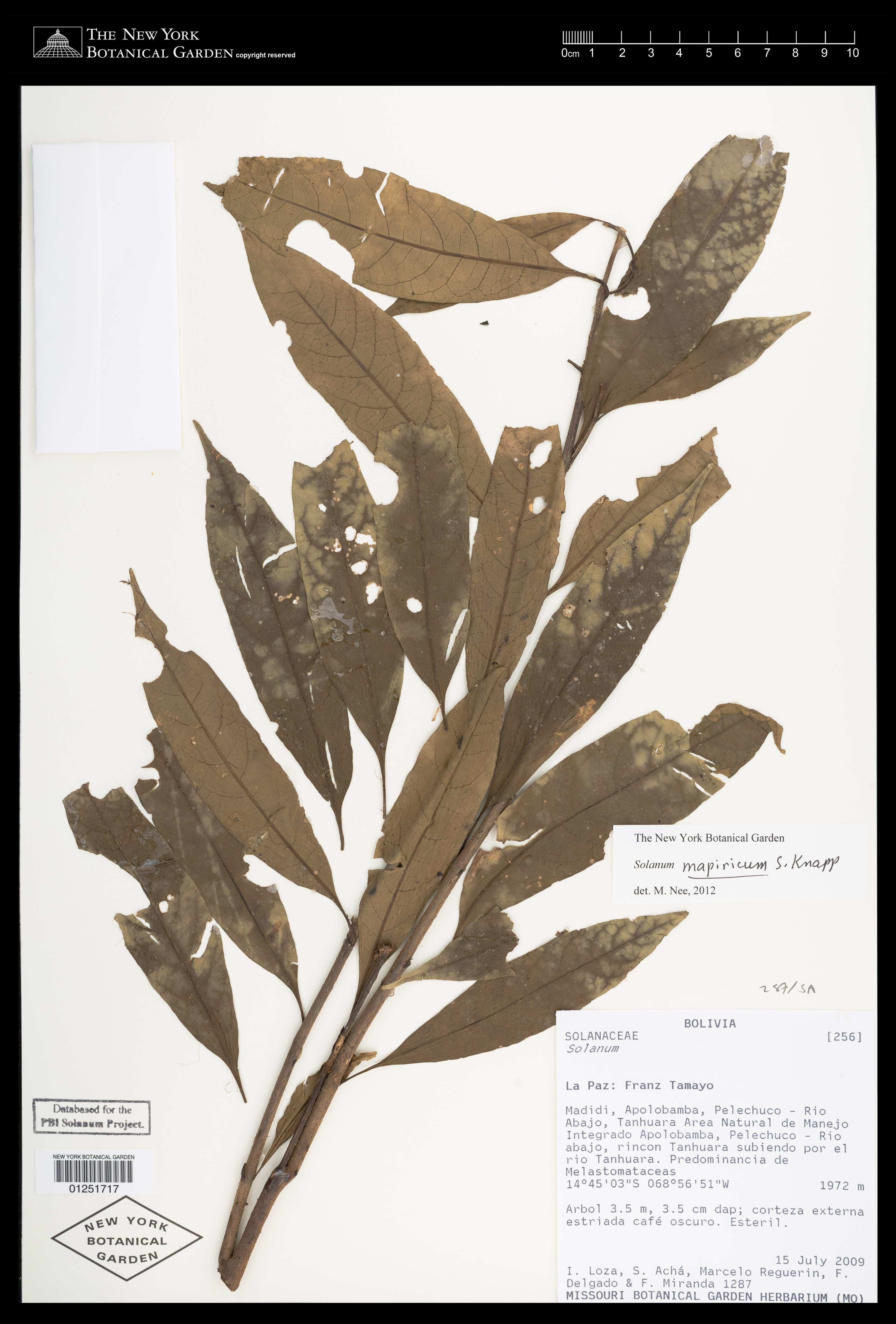 Solanum mapiricum