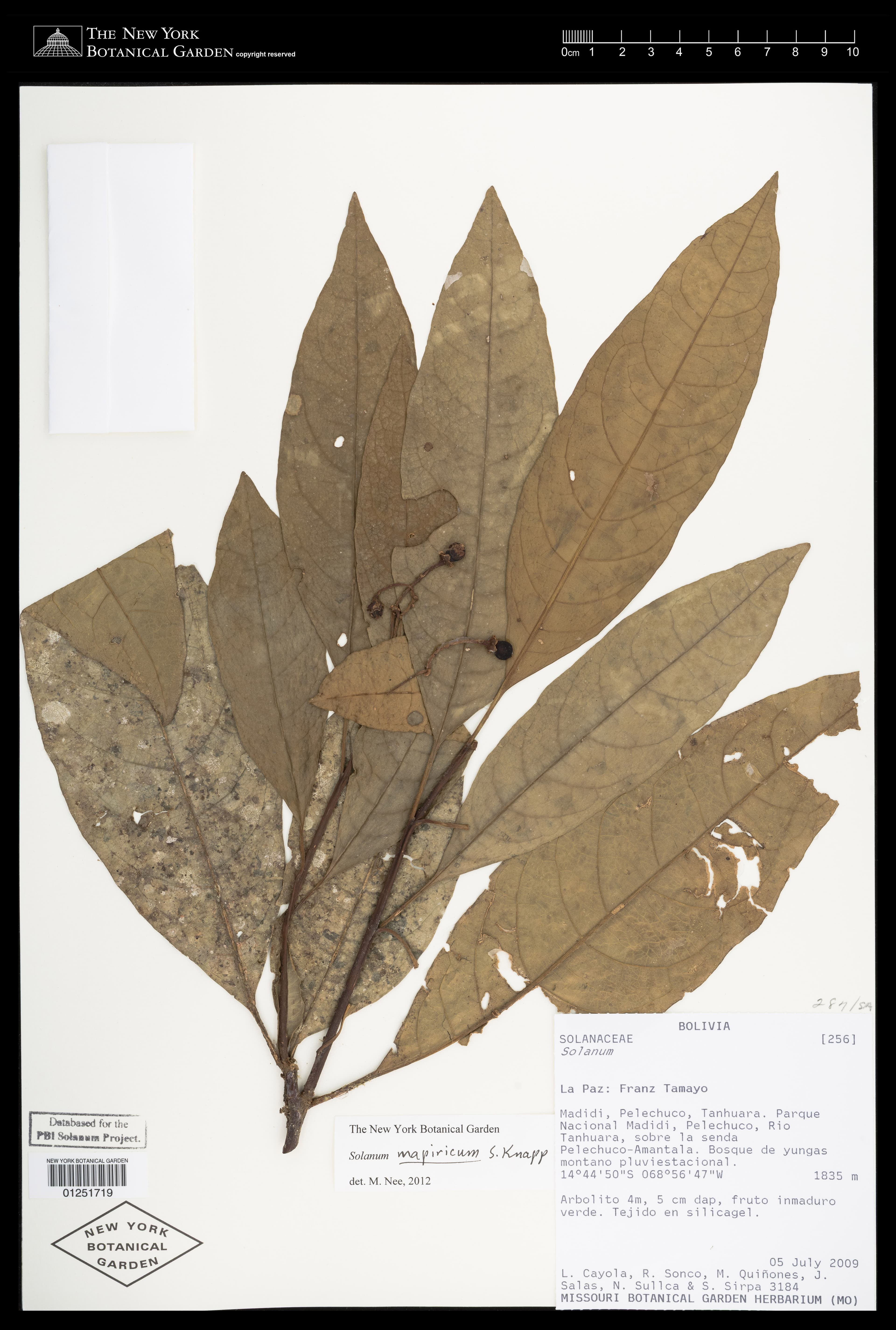 Solanum mapiricum