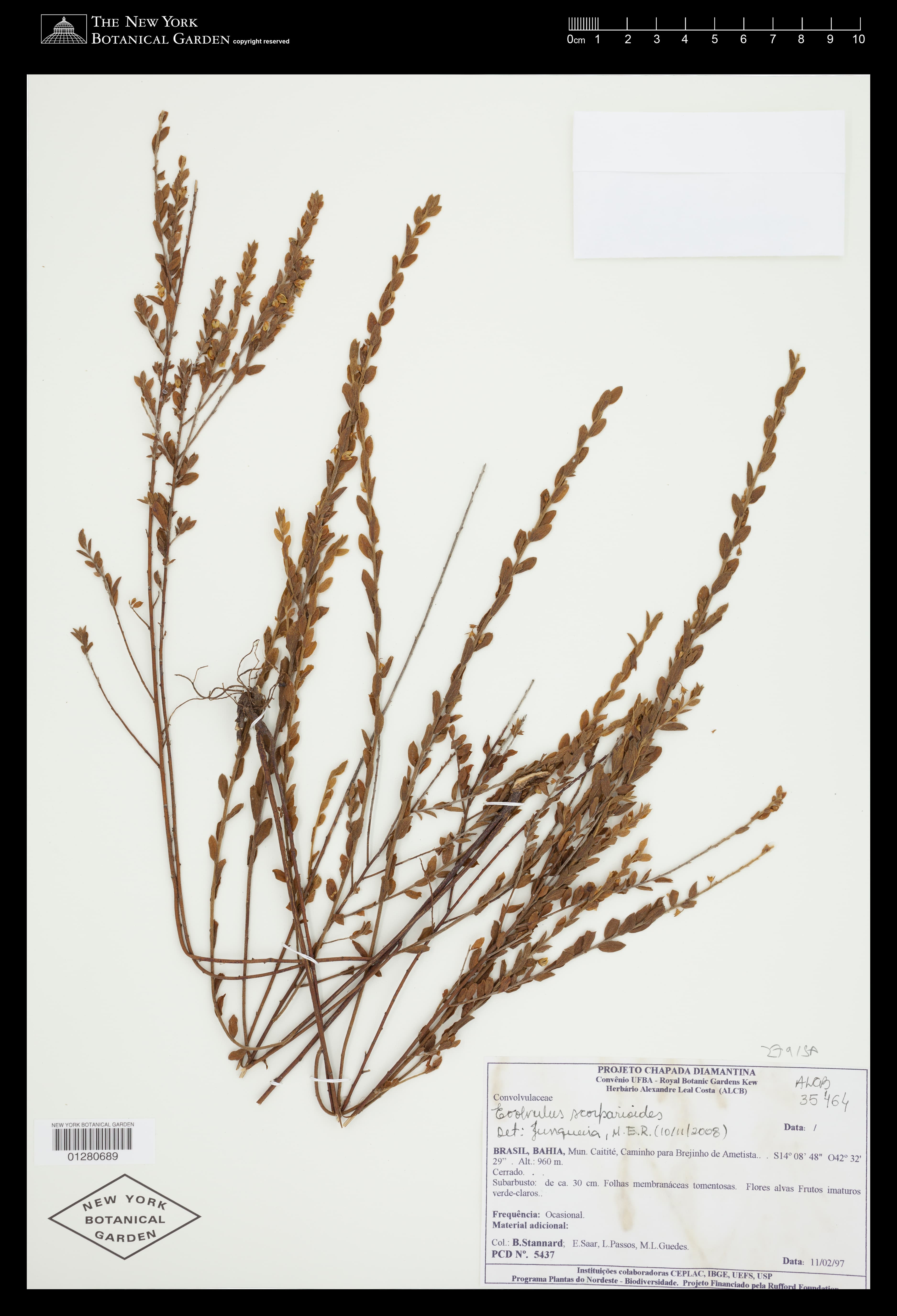 Evolvulus scoparioides