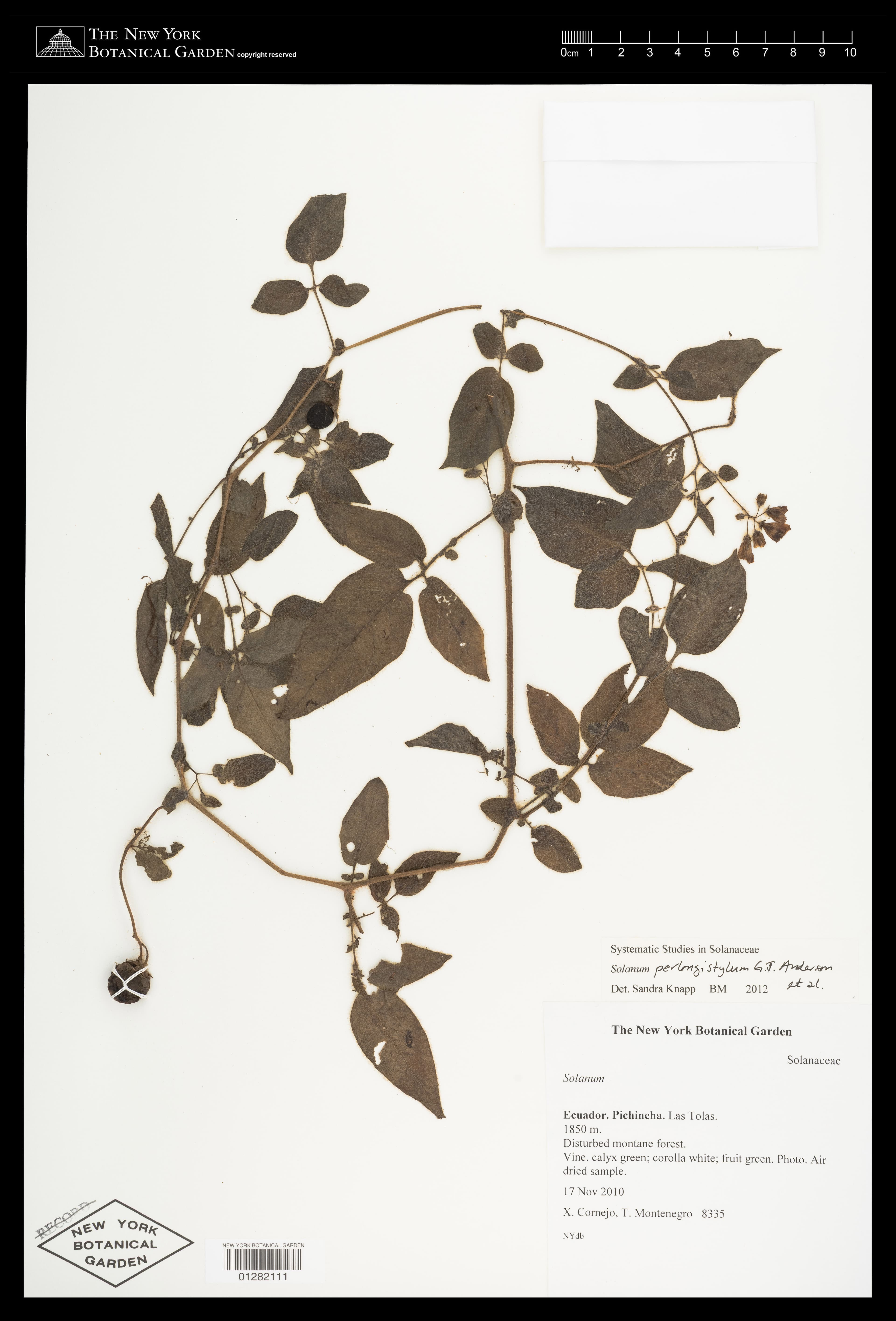 Solanum perlongistylum