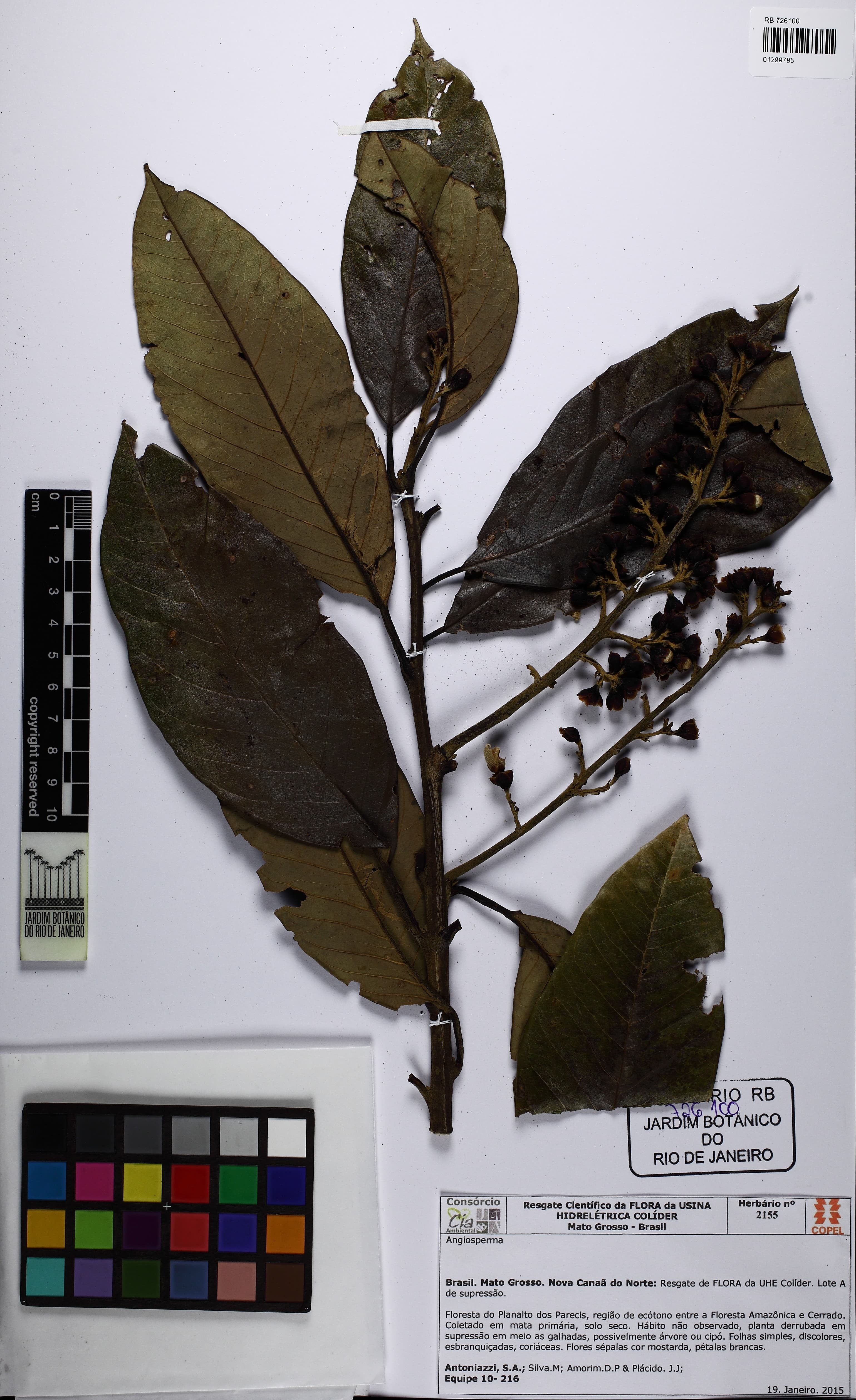 Maripa elongata