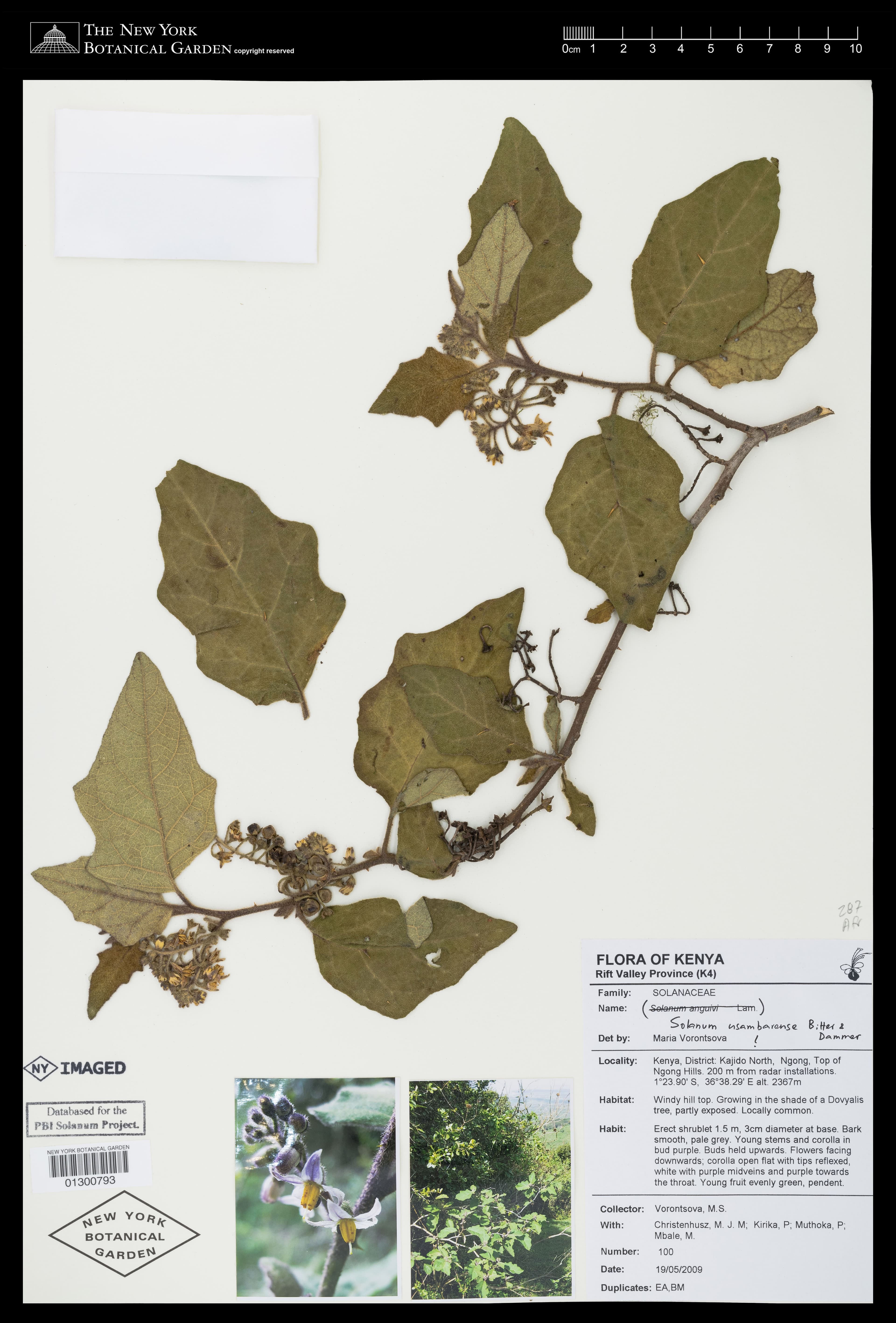 Solanum usambarense