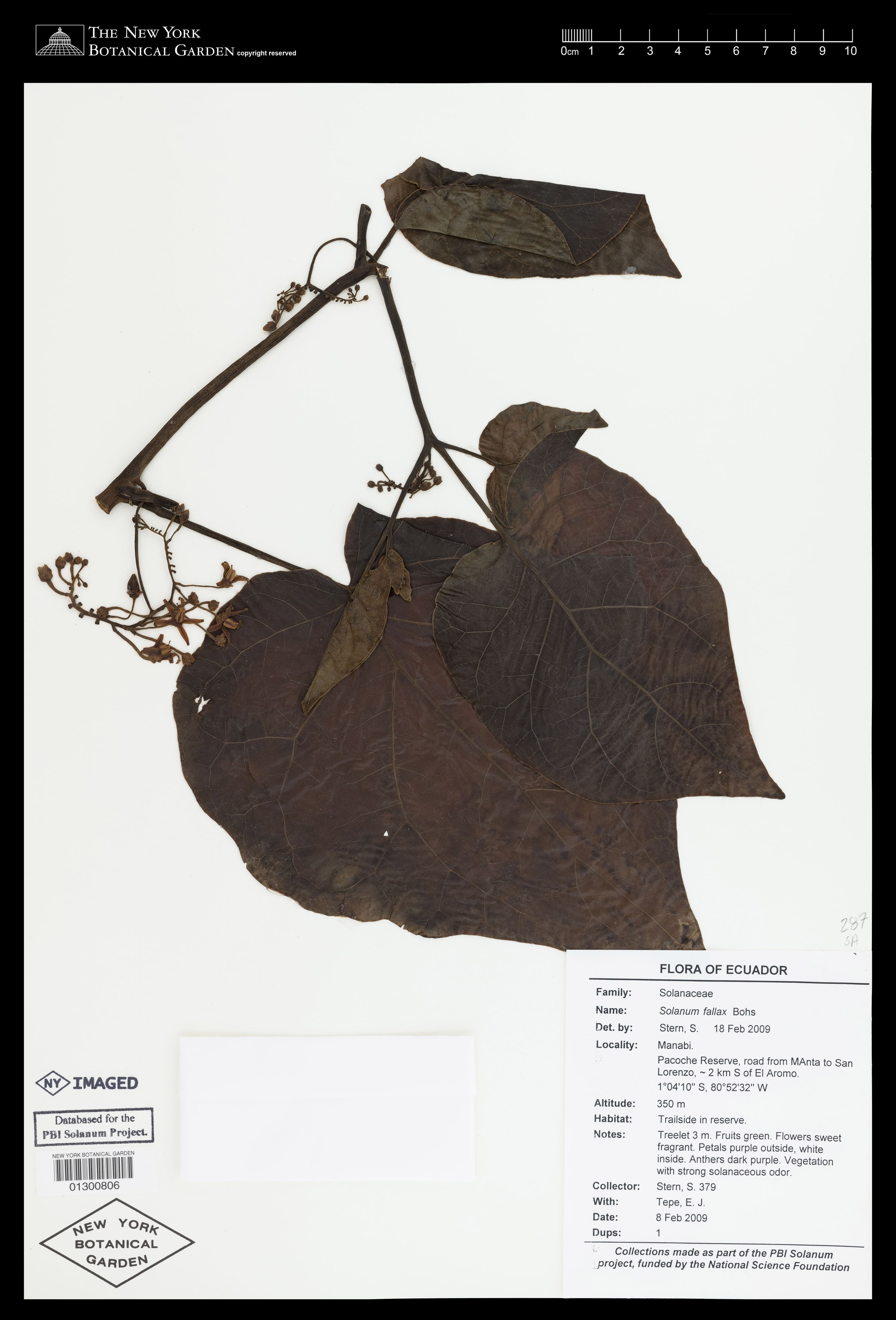 Solanum fallax