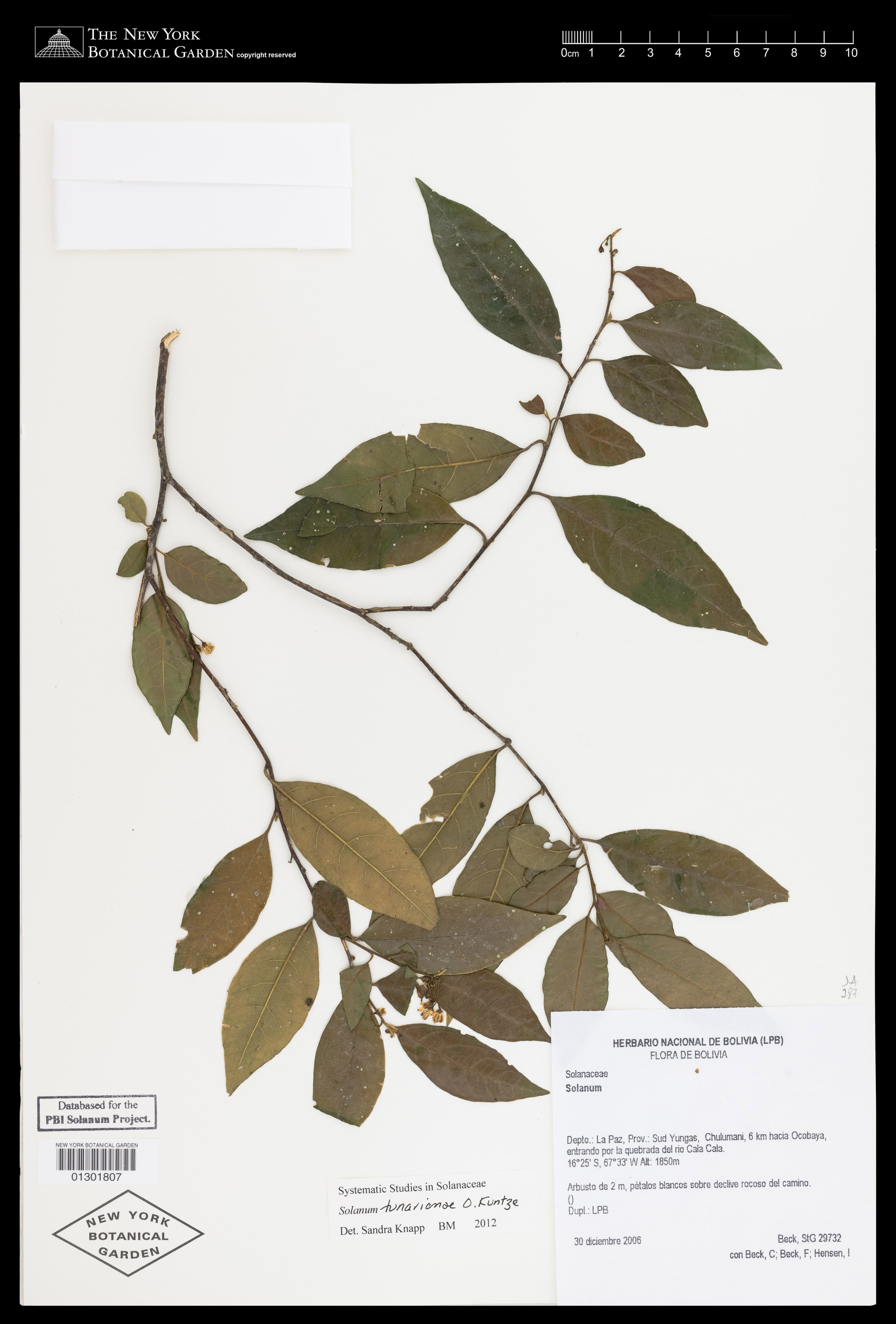 Solanum tunariense