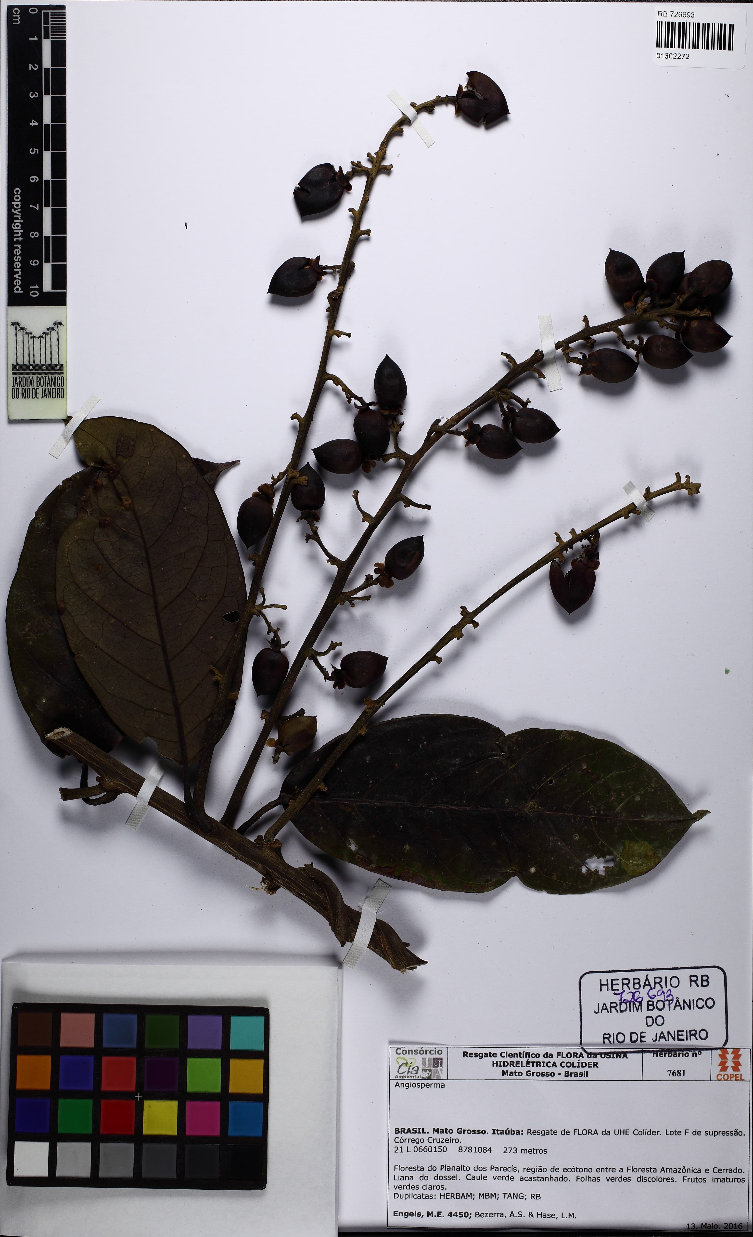 Maripa elongata