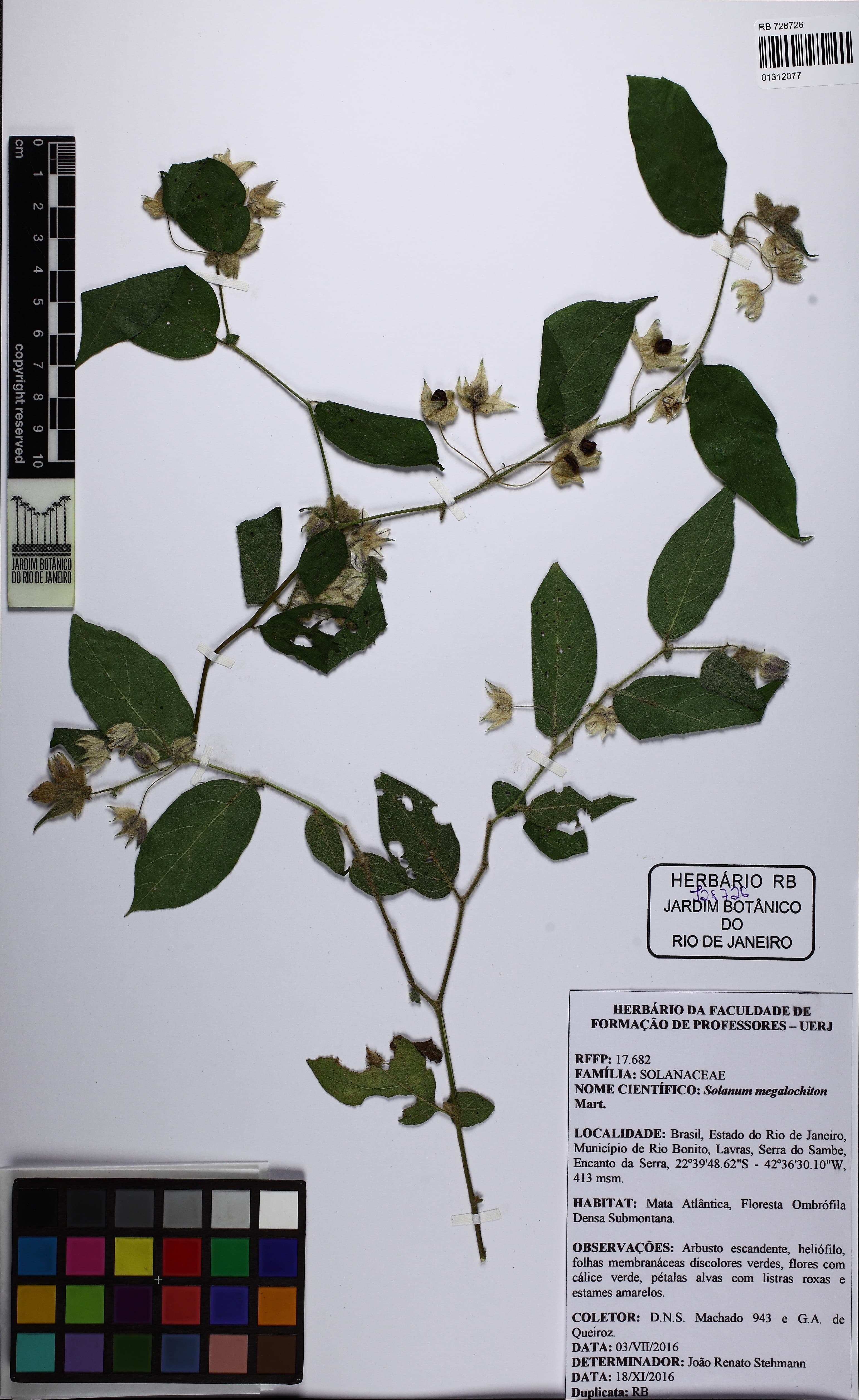 Solanum megalochiton