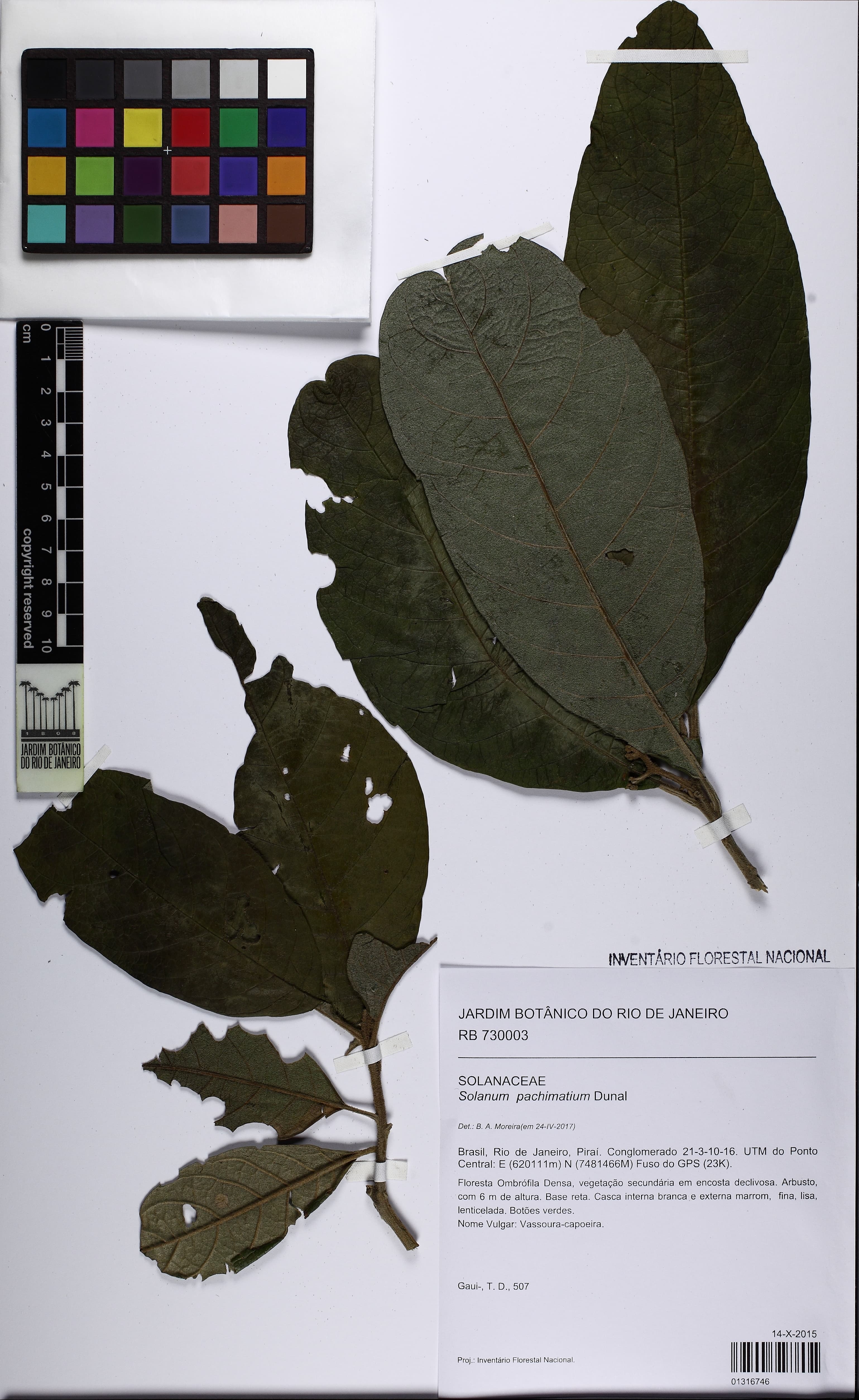 Solanum pachimatium