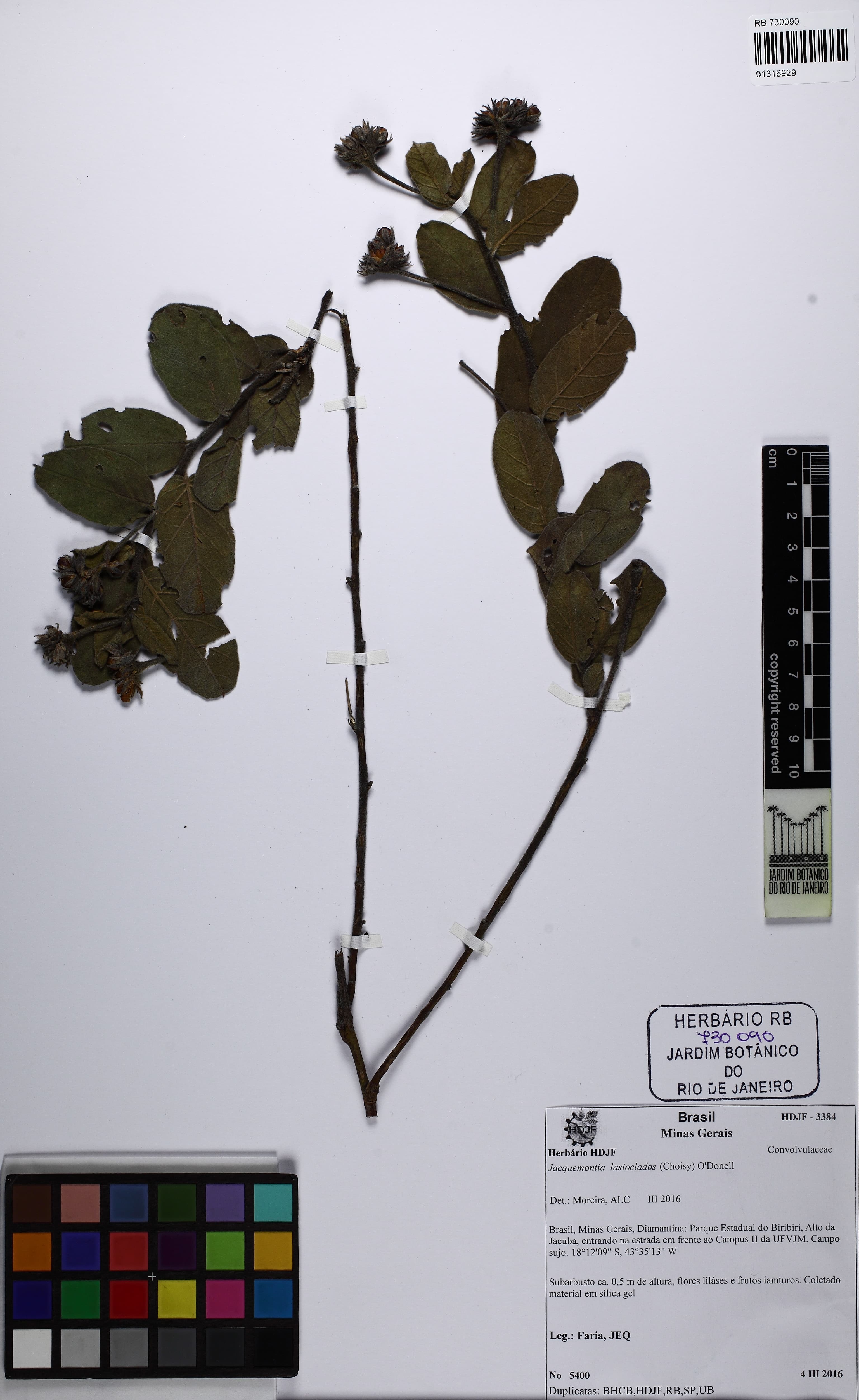 Jacquemontia lasioclados