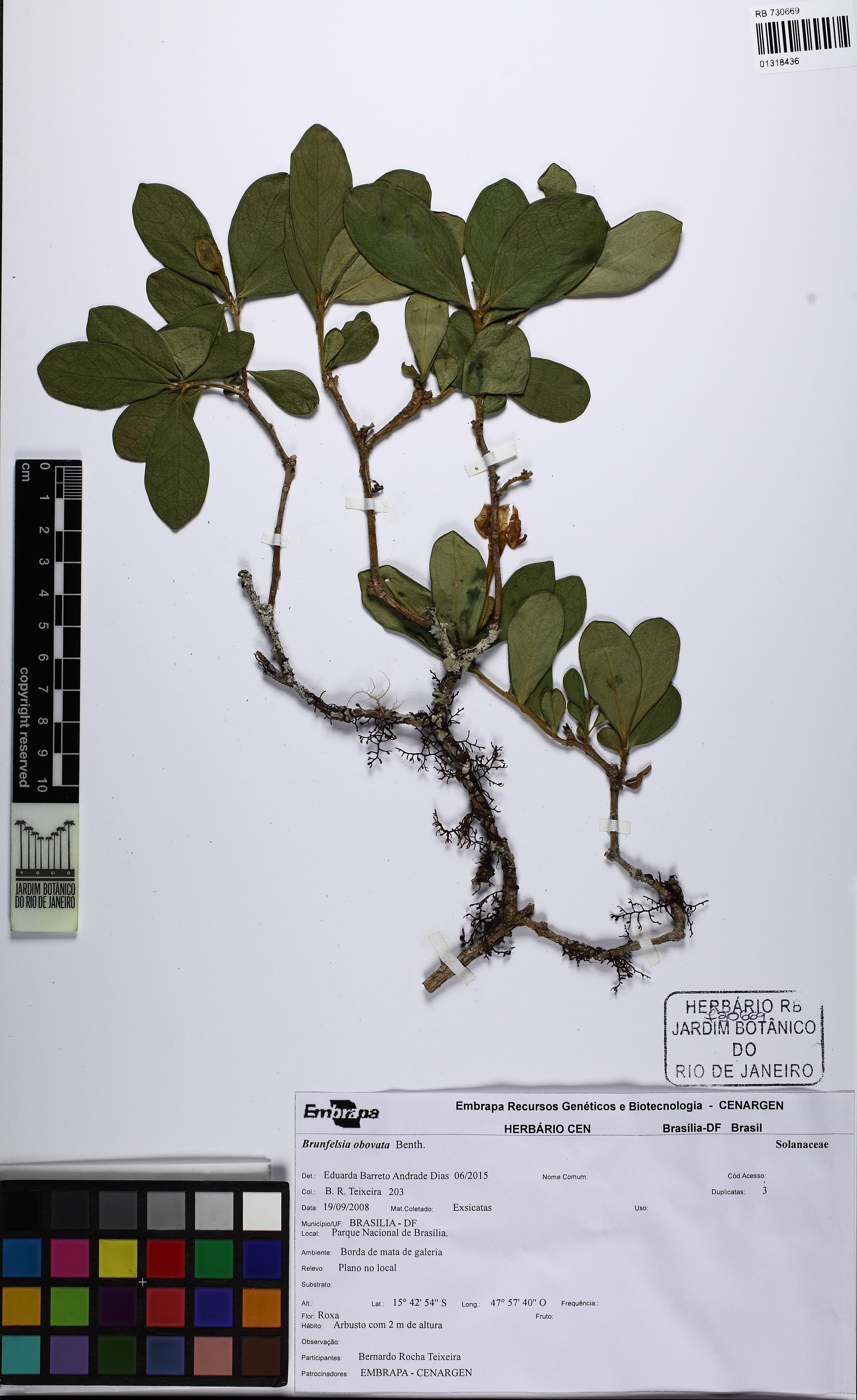 Brunfelsia obovata
