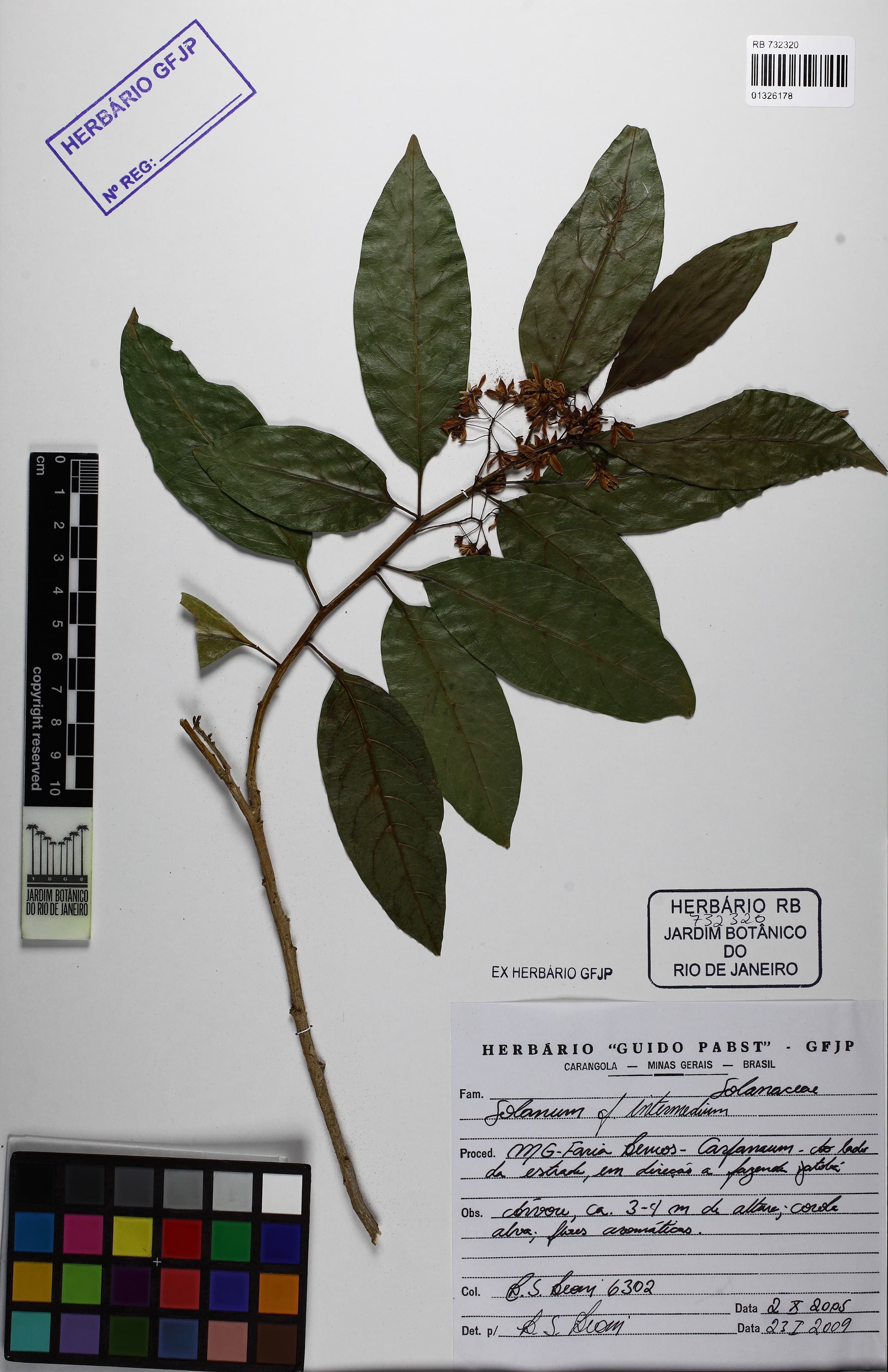 Solanum intermedium