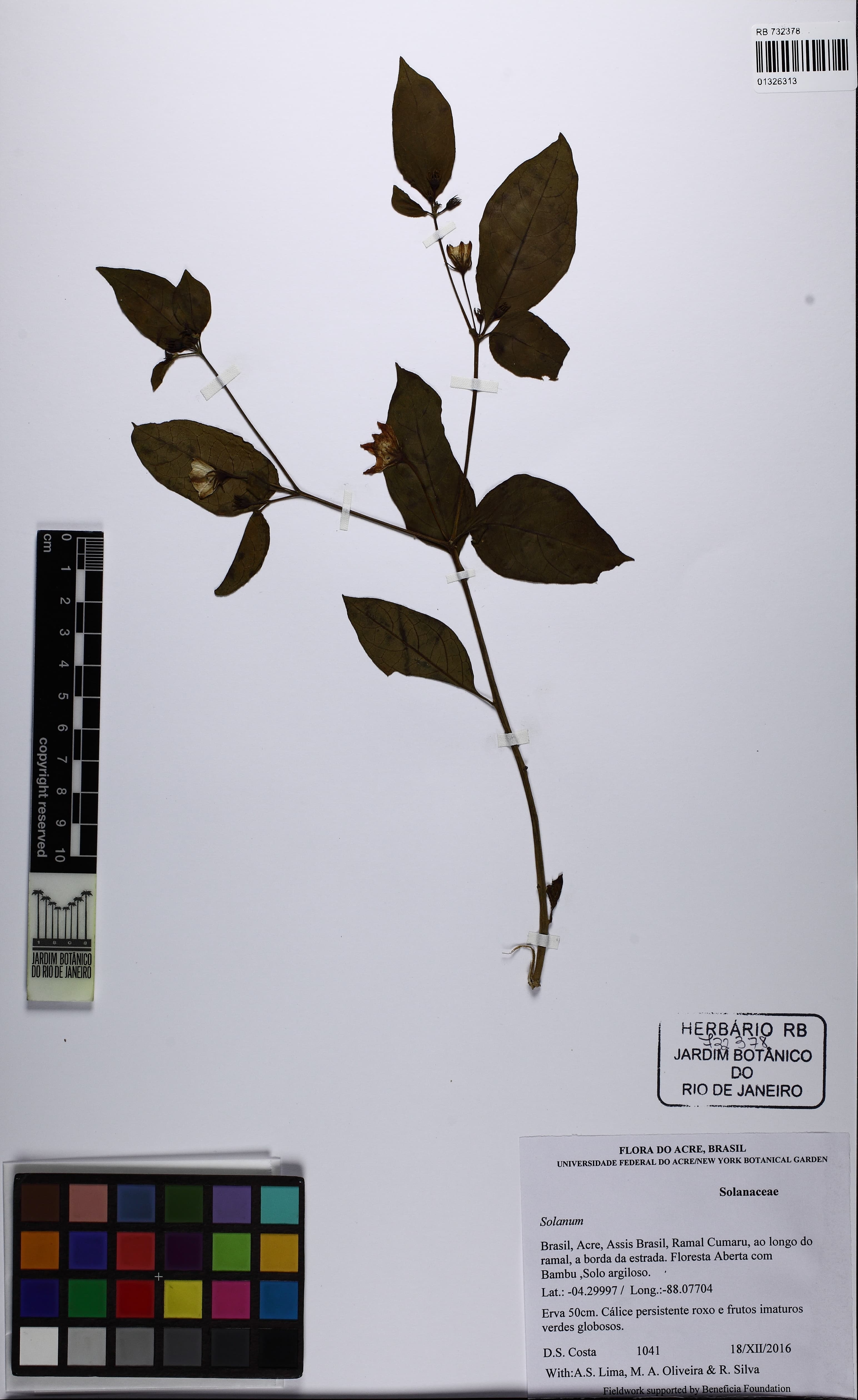 Lycianthes leptocaulis