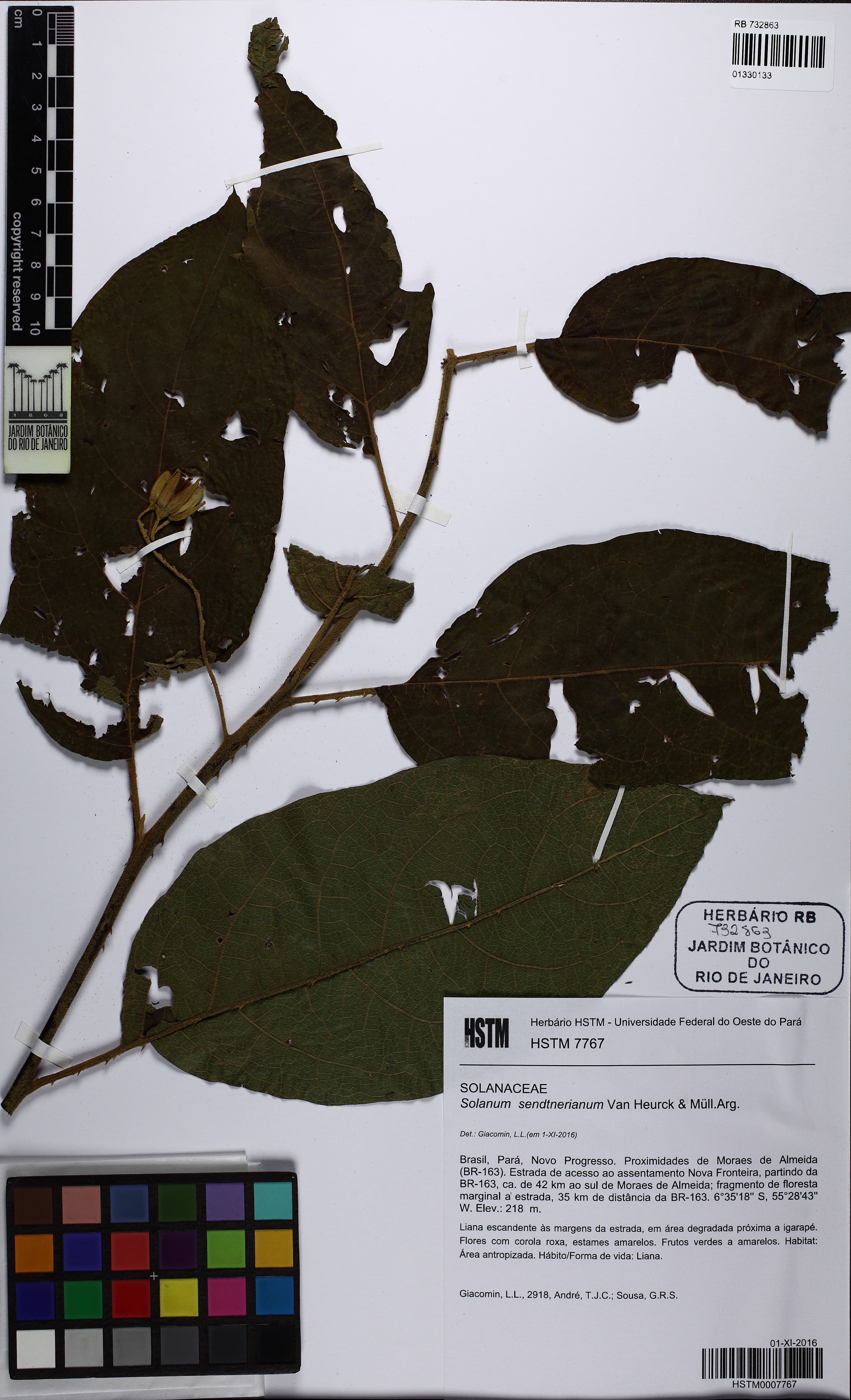 Solanum sendtnerianum