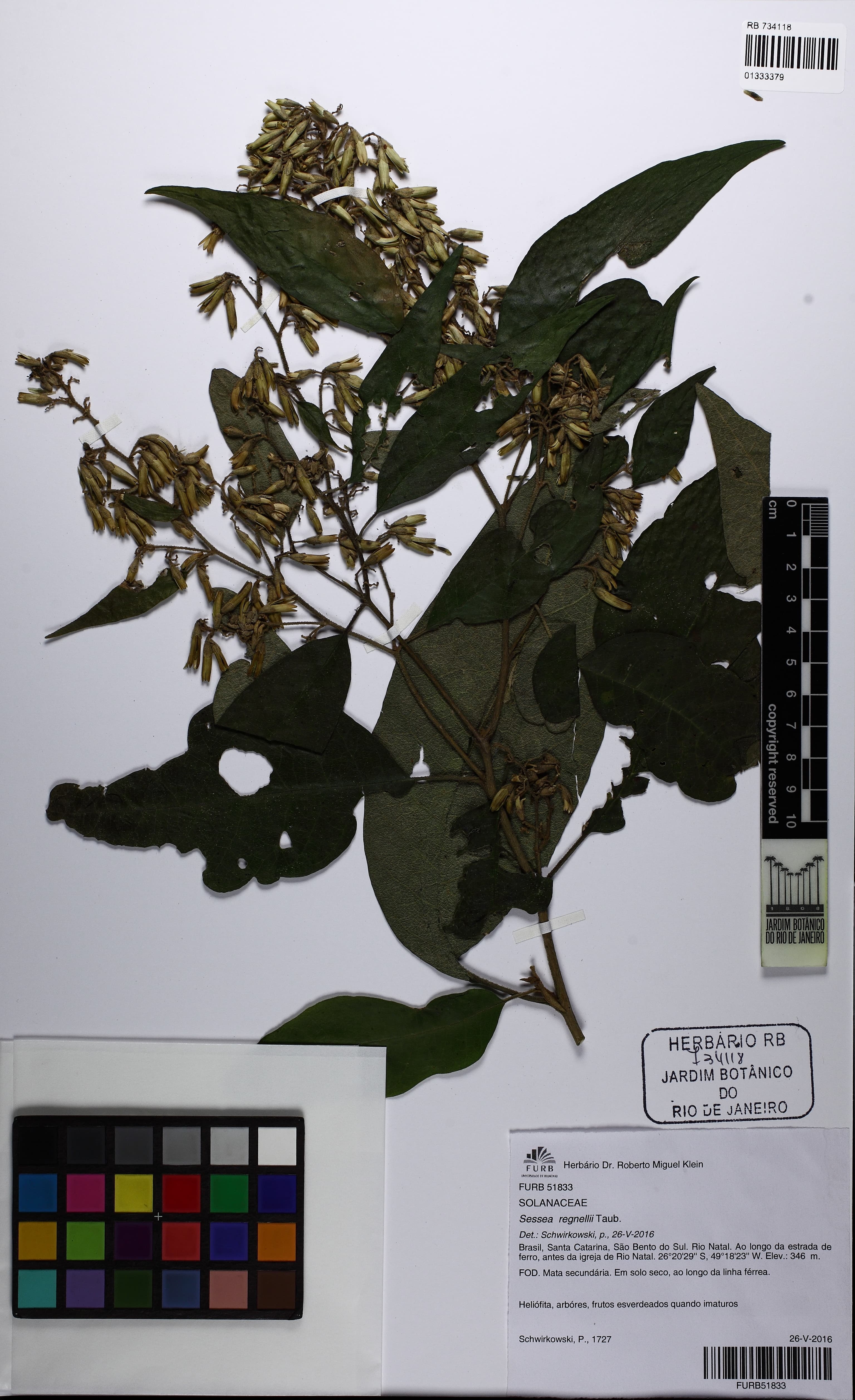 Cestrum capsulare