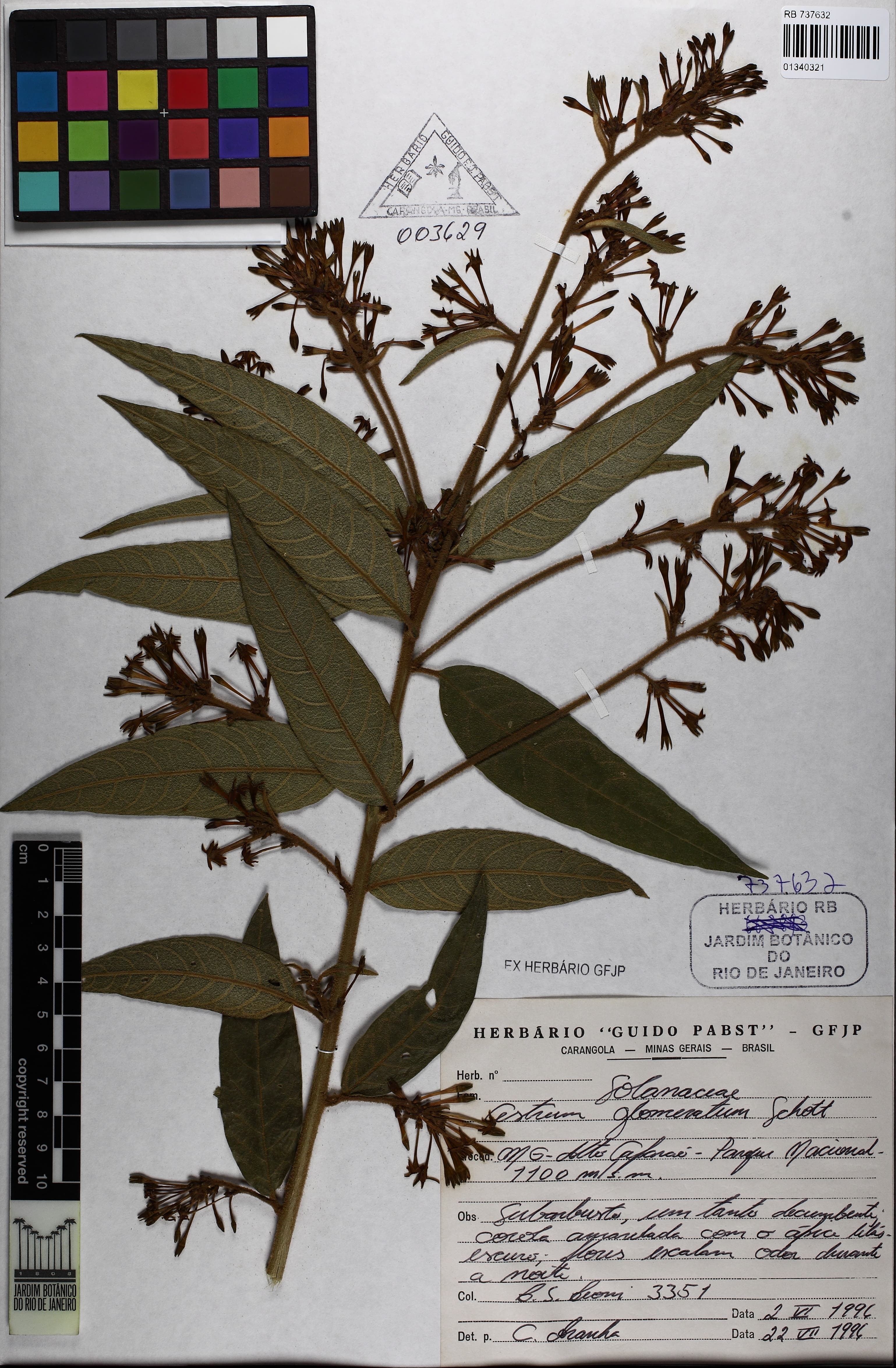 Cestrum glomeratum