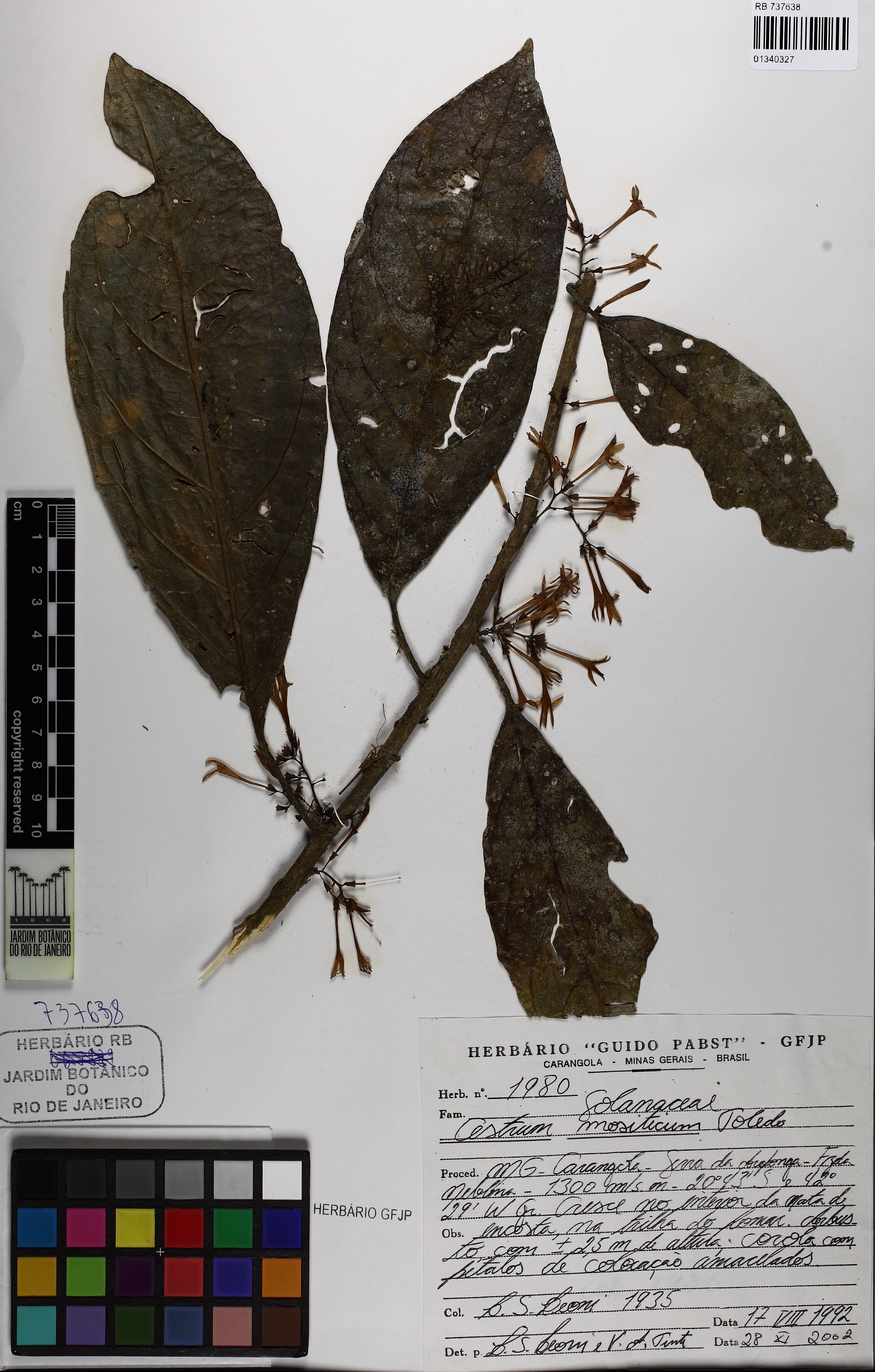 Cestrum mositicum