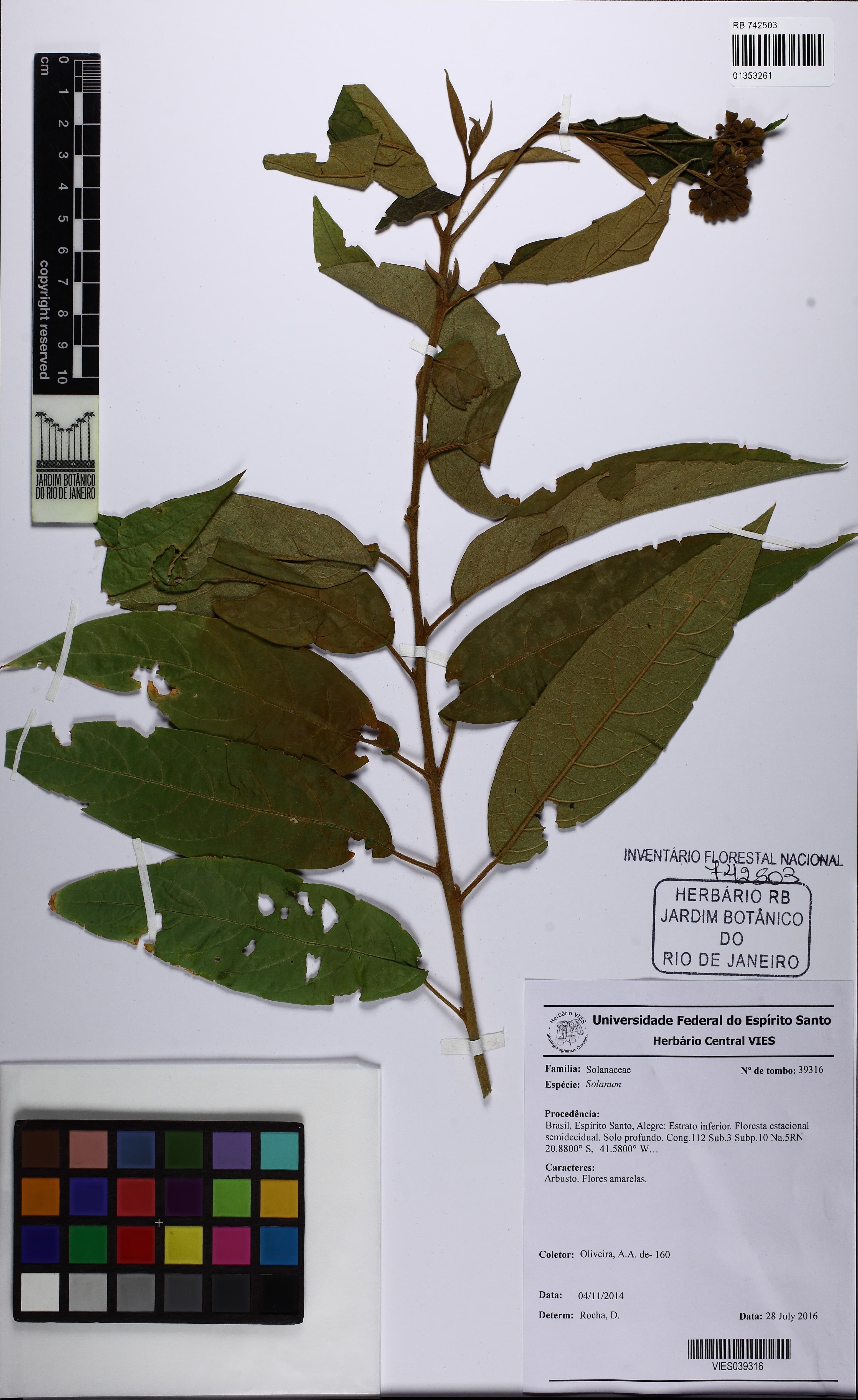Solanum rufescens