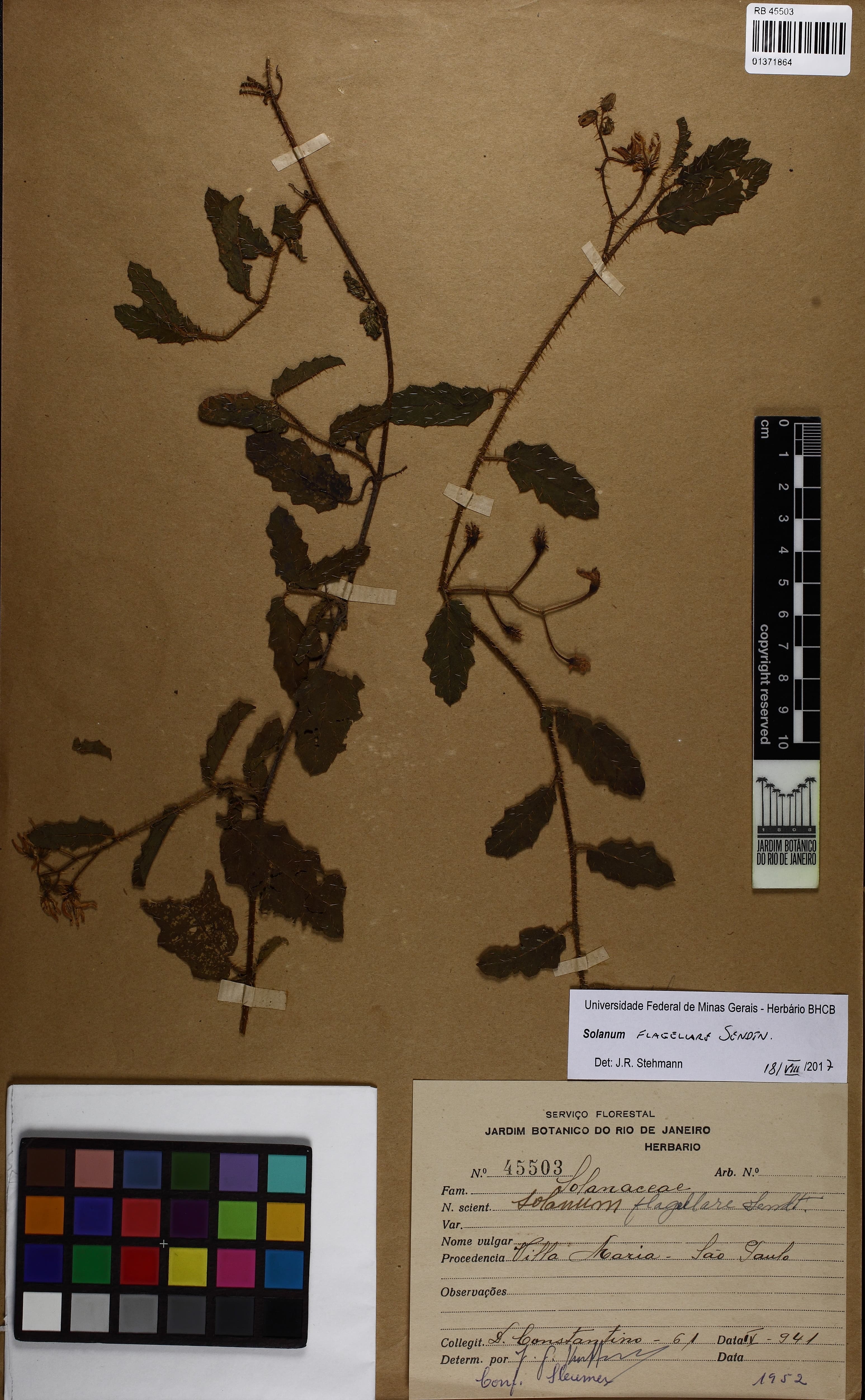 Solanum flagellare