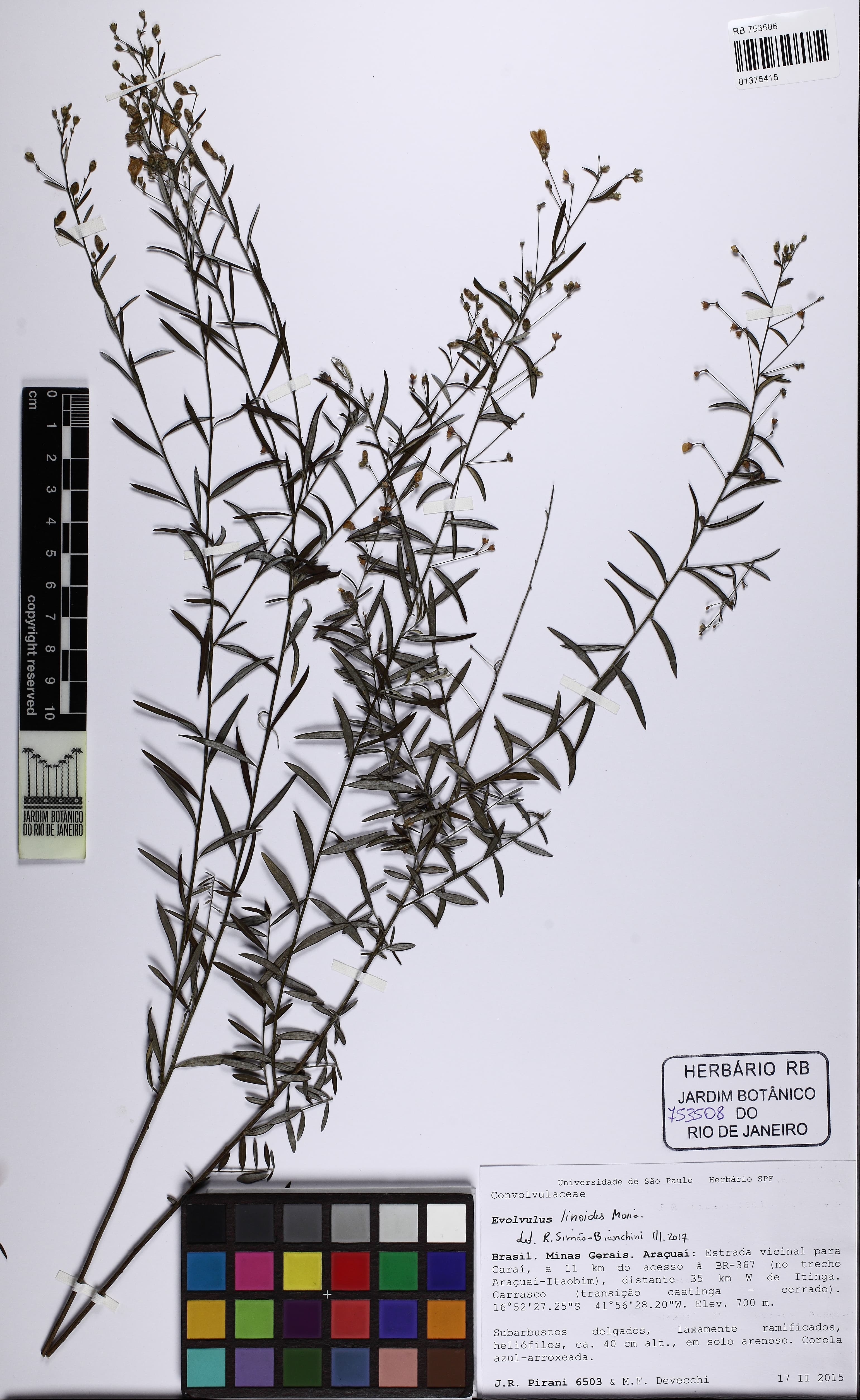 Evolvulus linoides