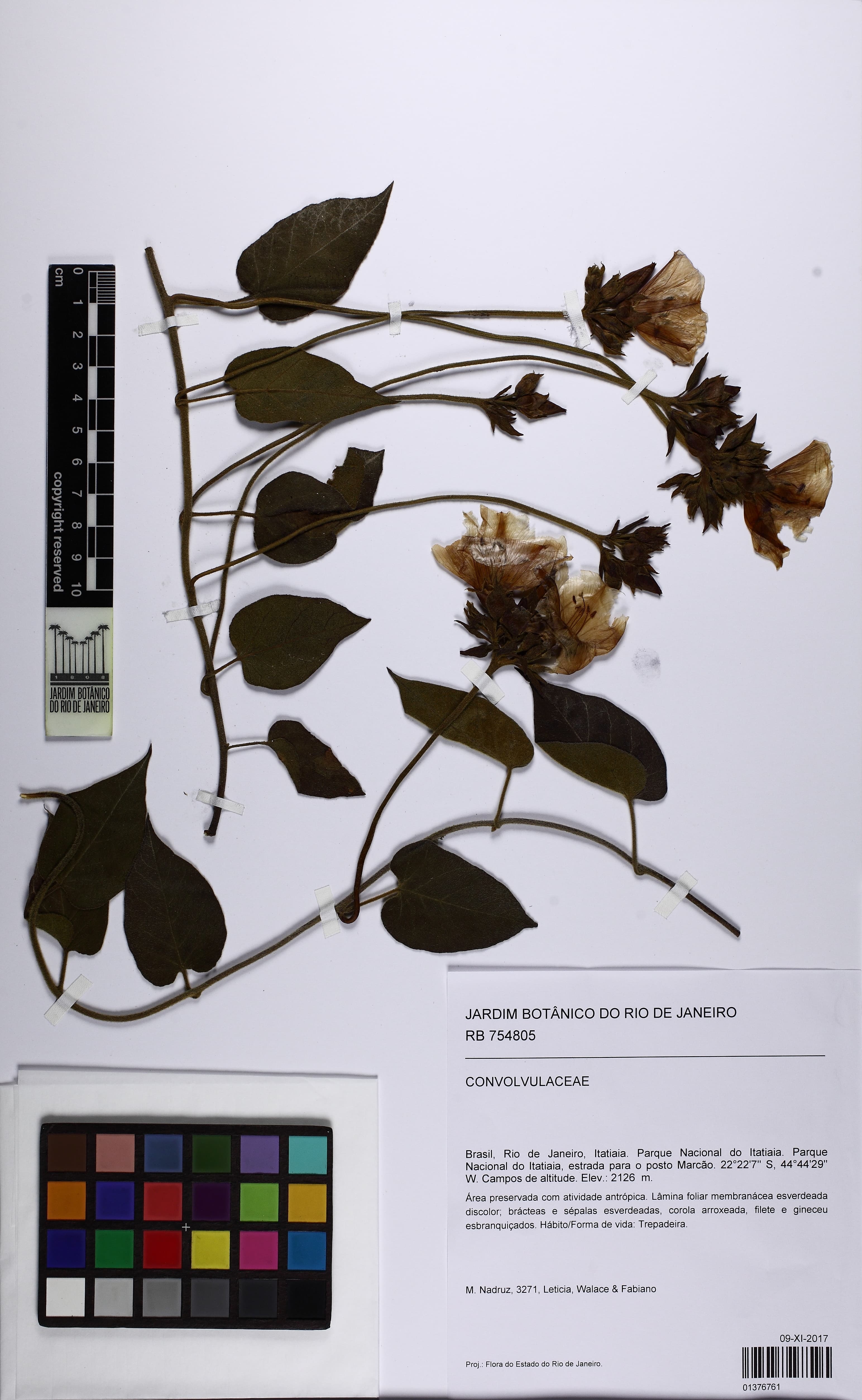 Jacquemontia velloziana