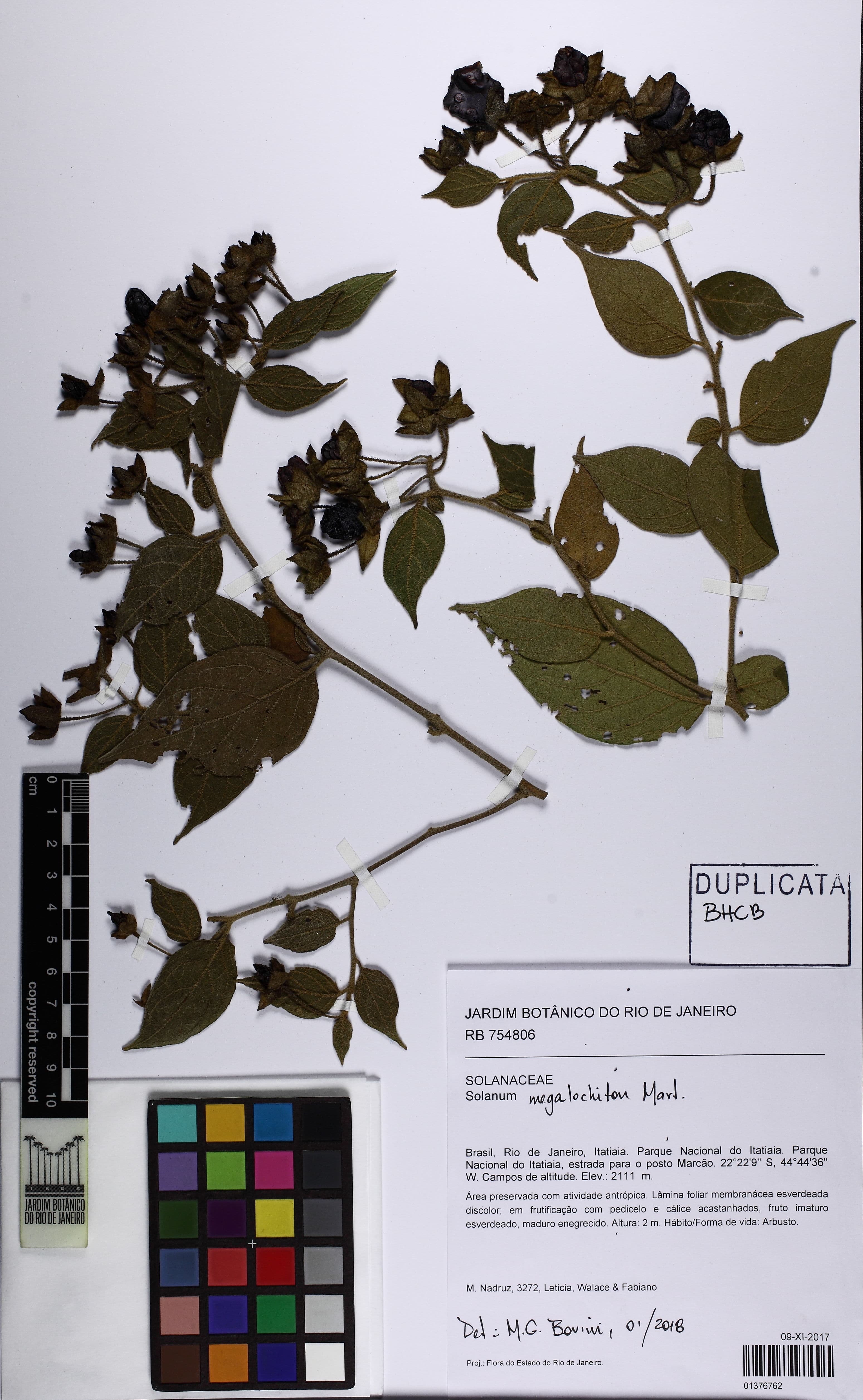 Solanum megalochiton