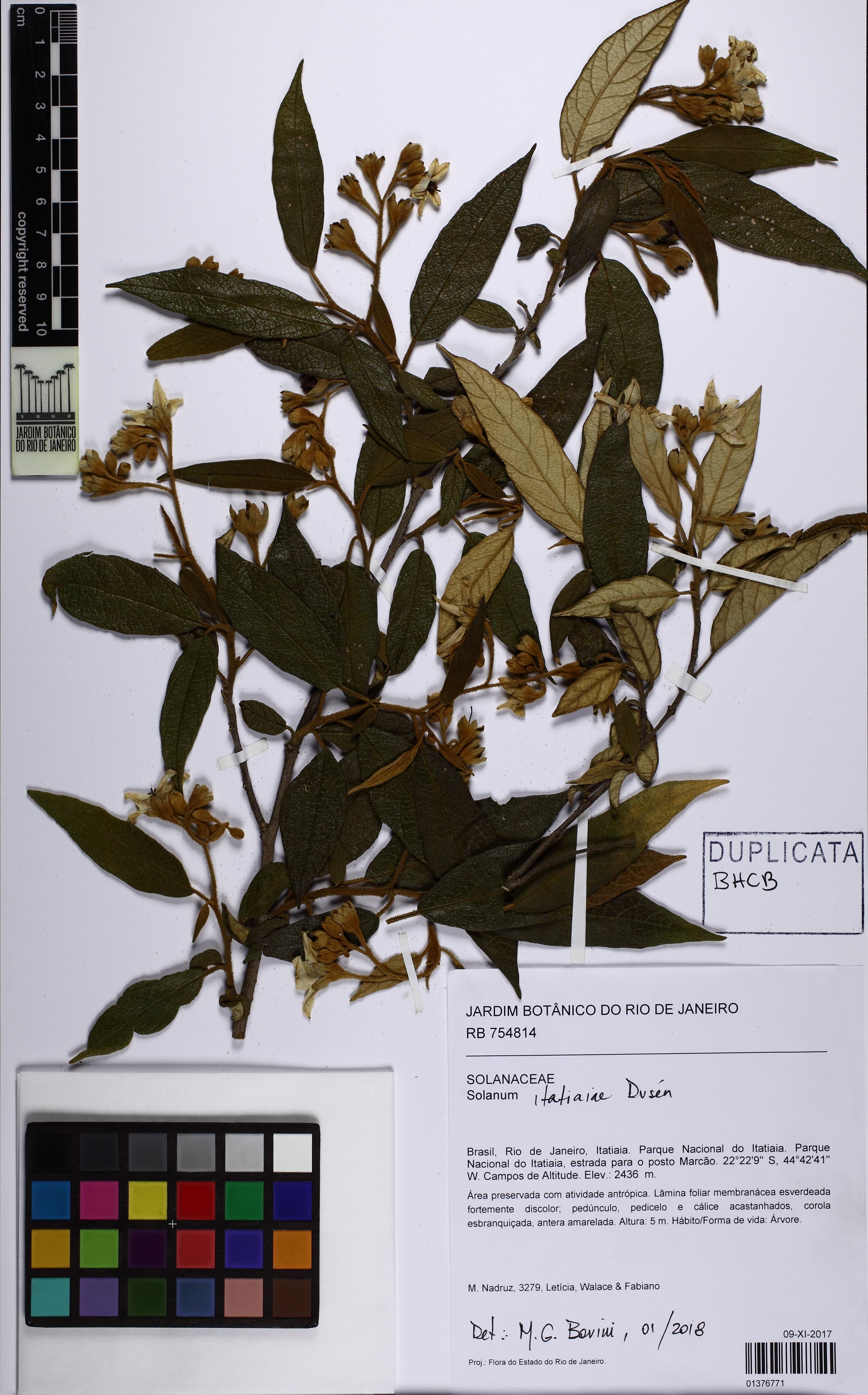 Solanum itatiaiae