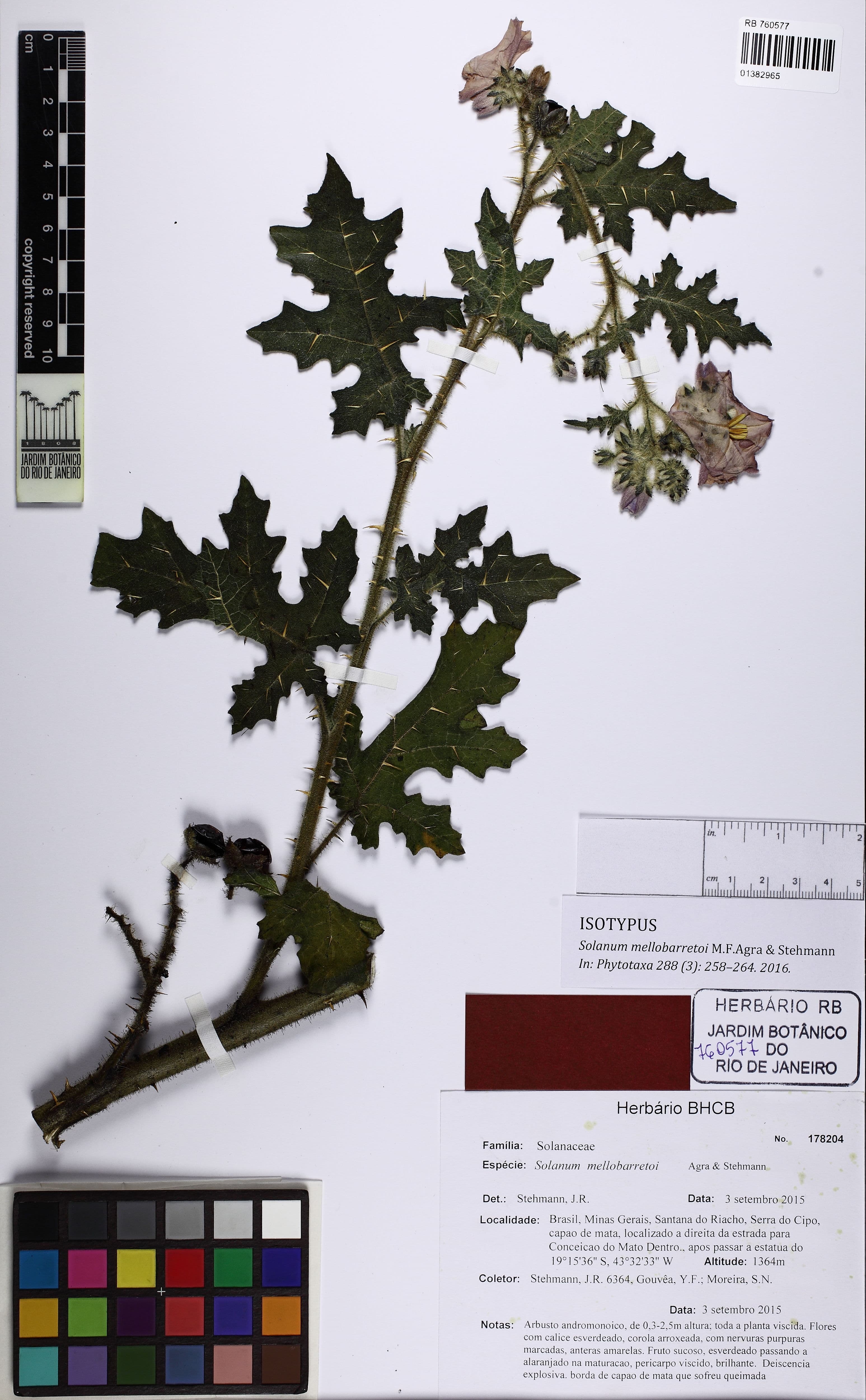 Solanum mellobarretoi