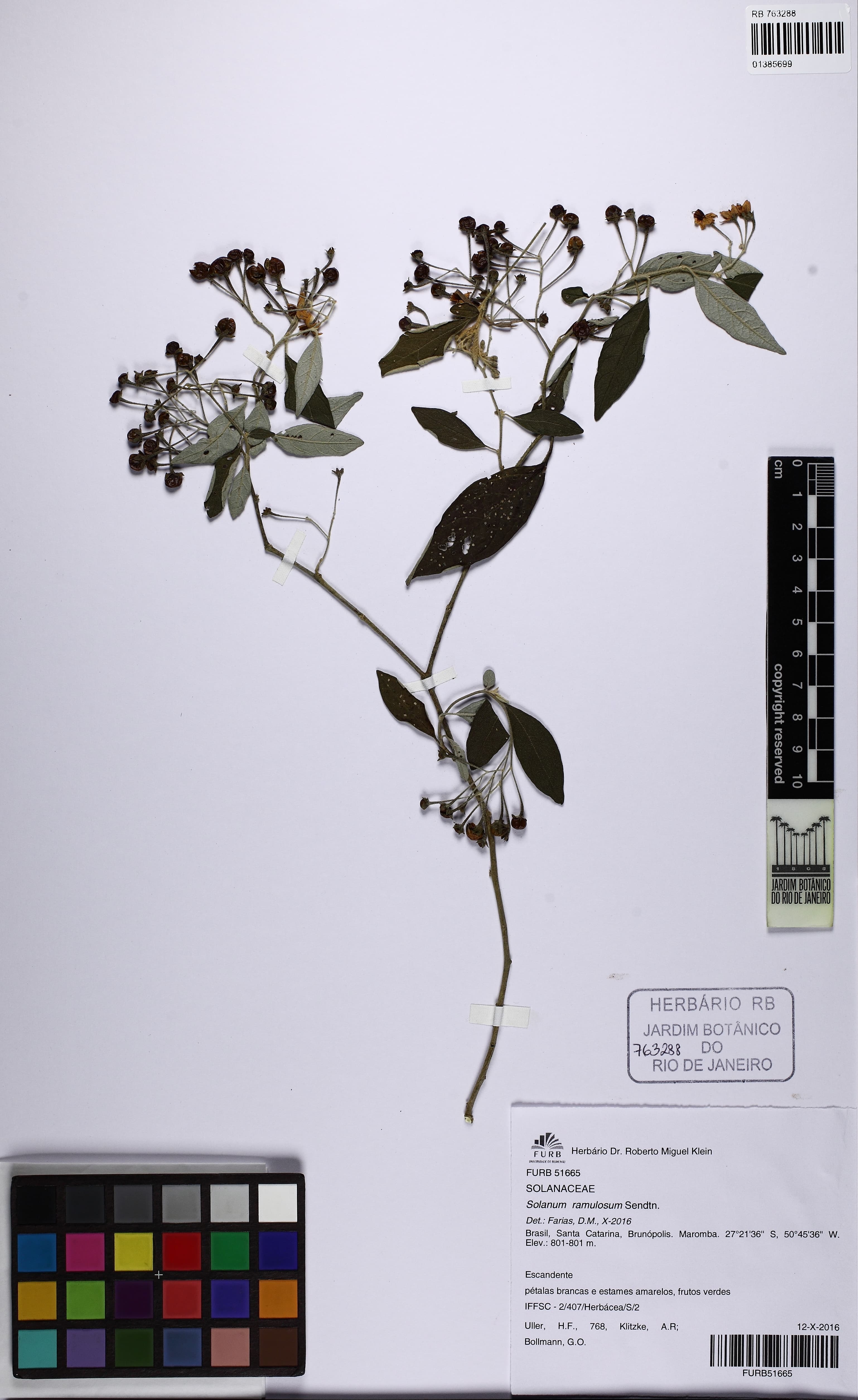 Solanum ramulosum