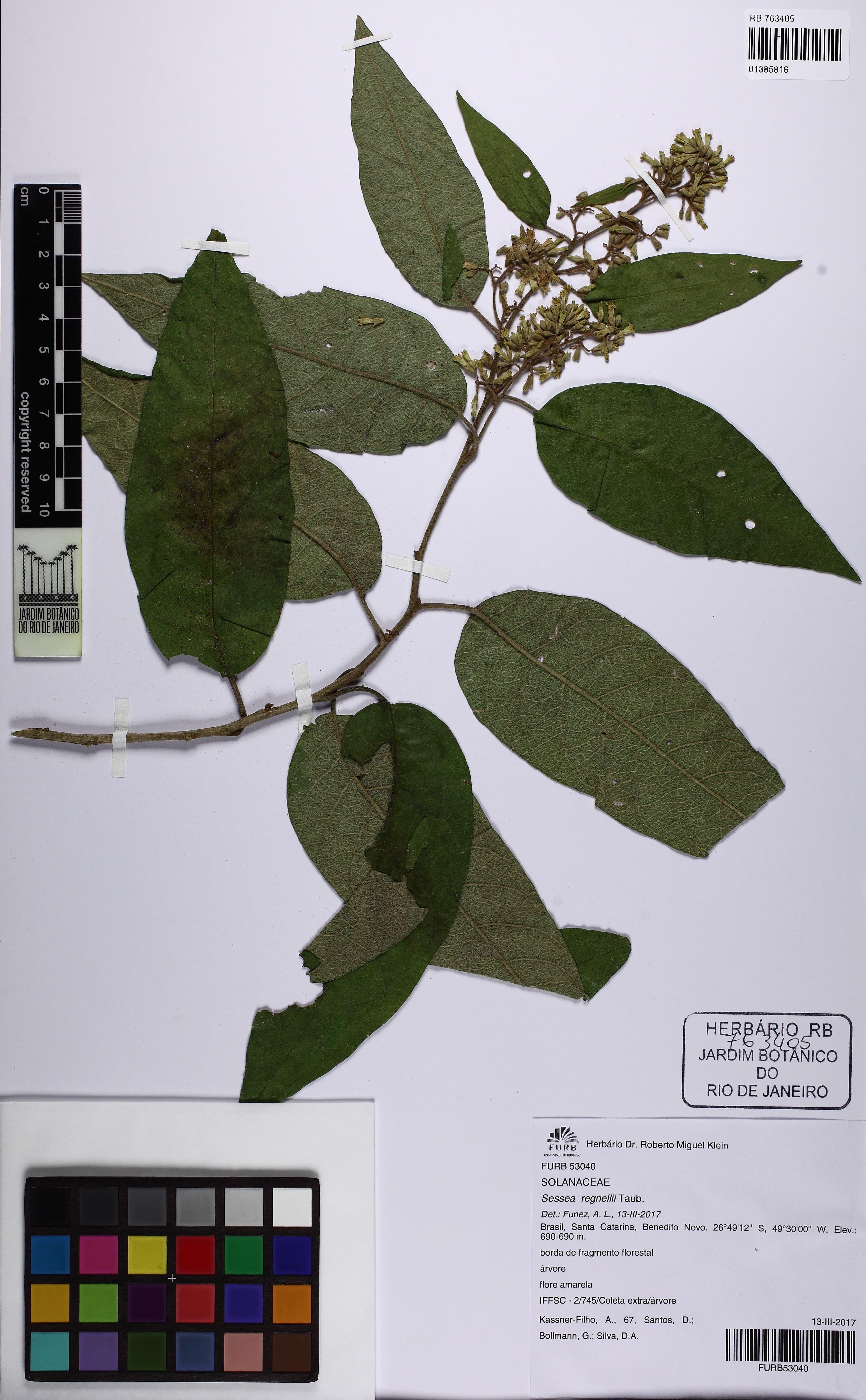 Cestrum capsulare